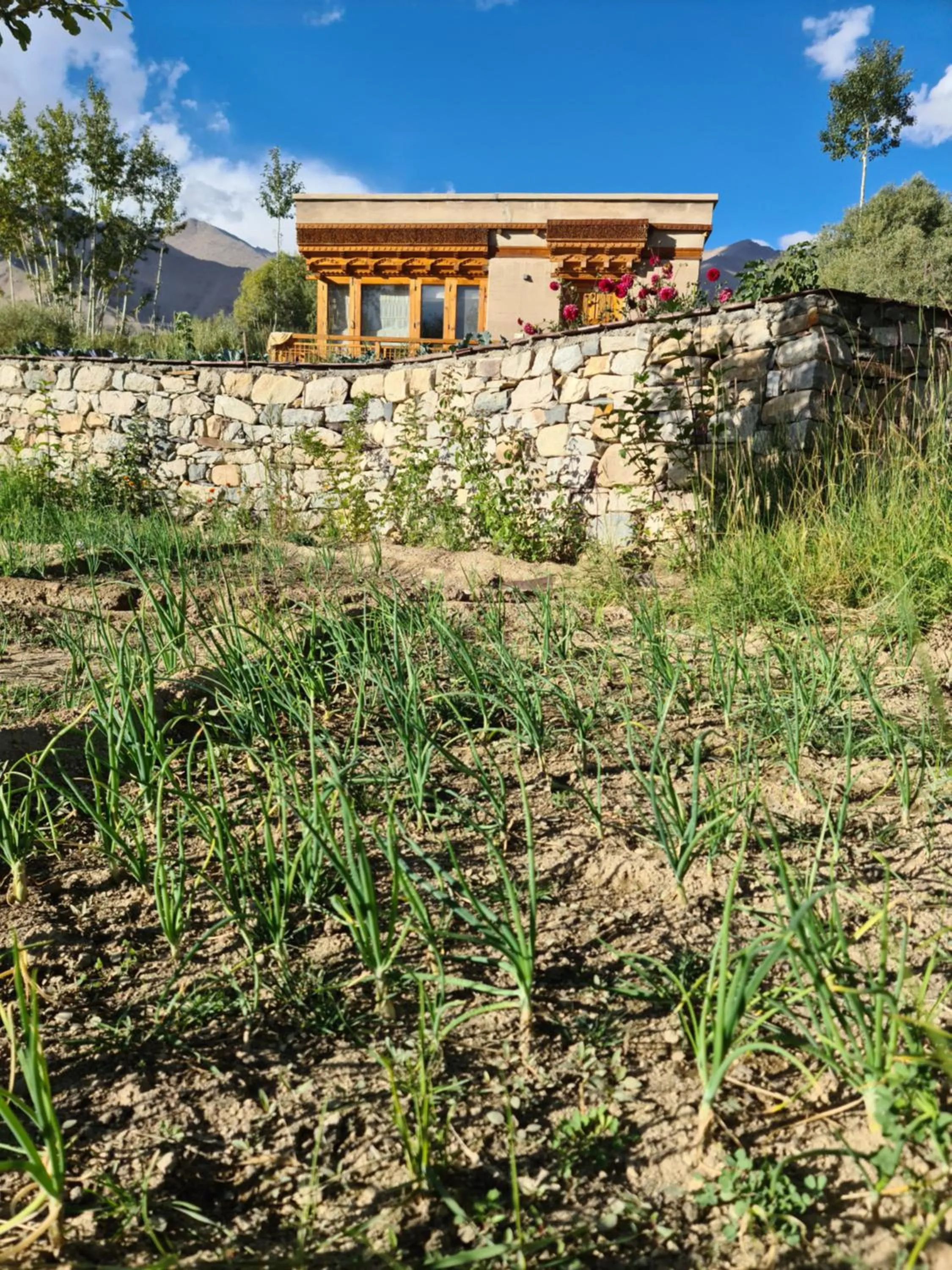 Property building in Ladakh Eco Resort