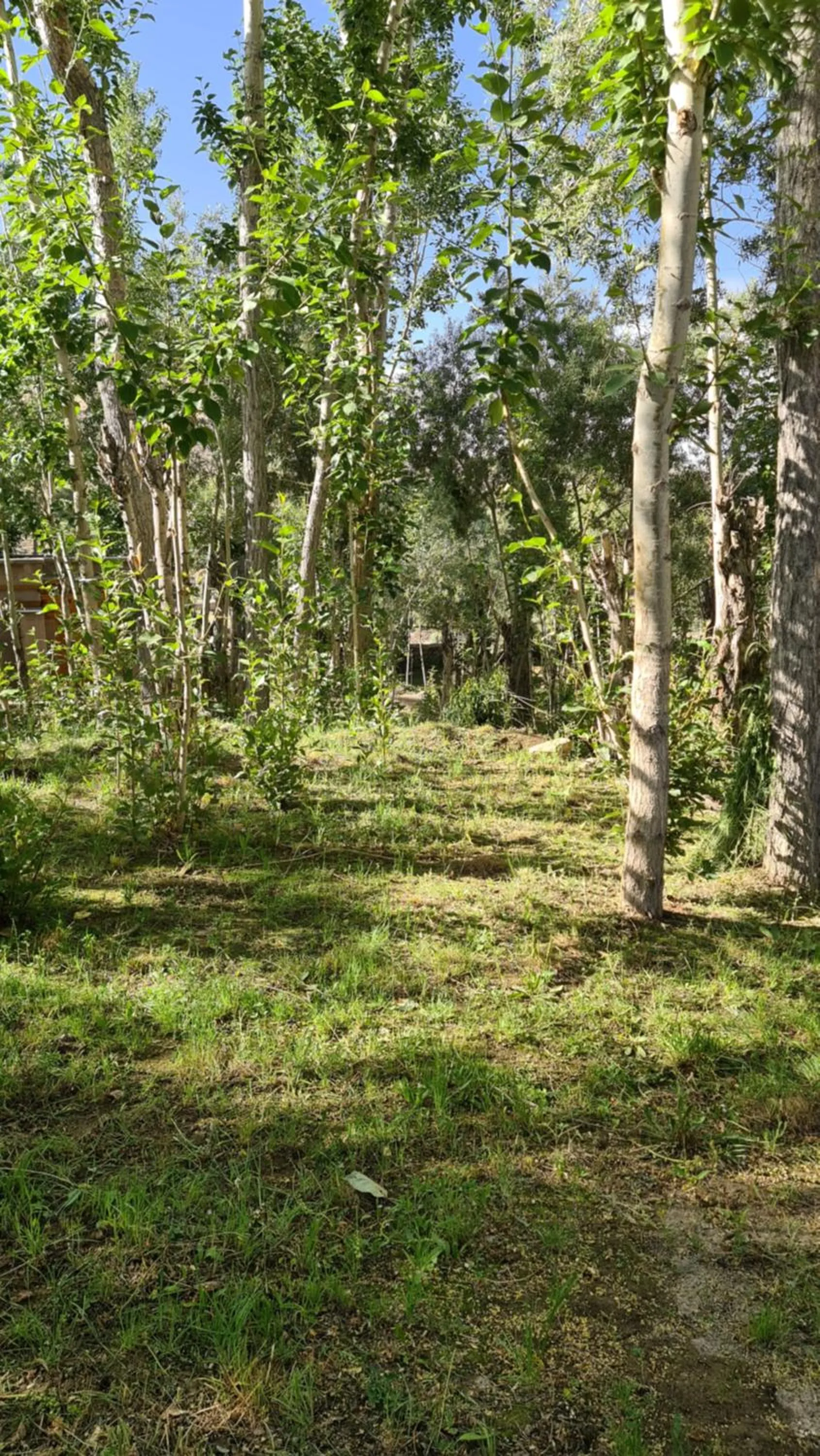 Garden in Ladakh Eco Resort