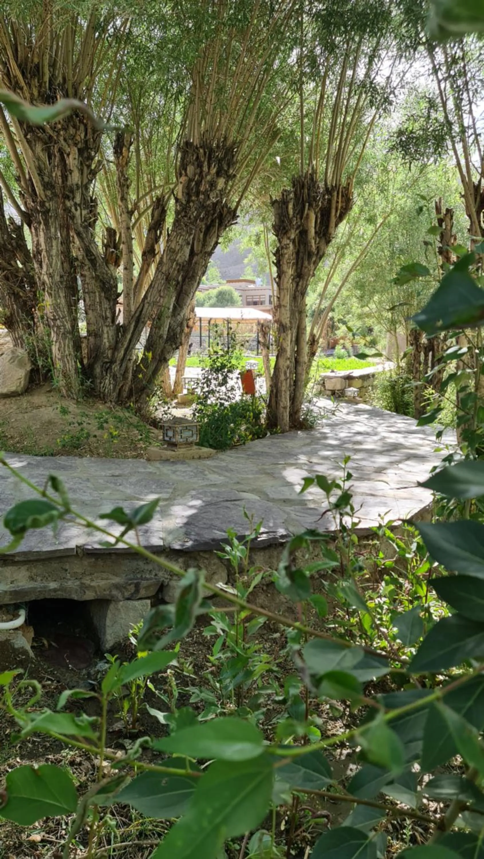 Garden in Ladakh Eco Resort