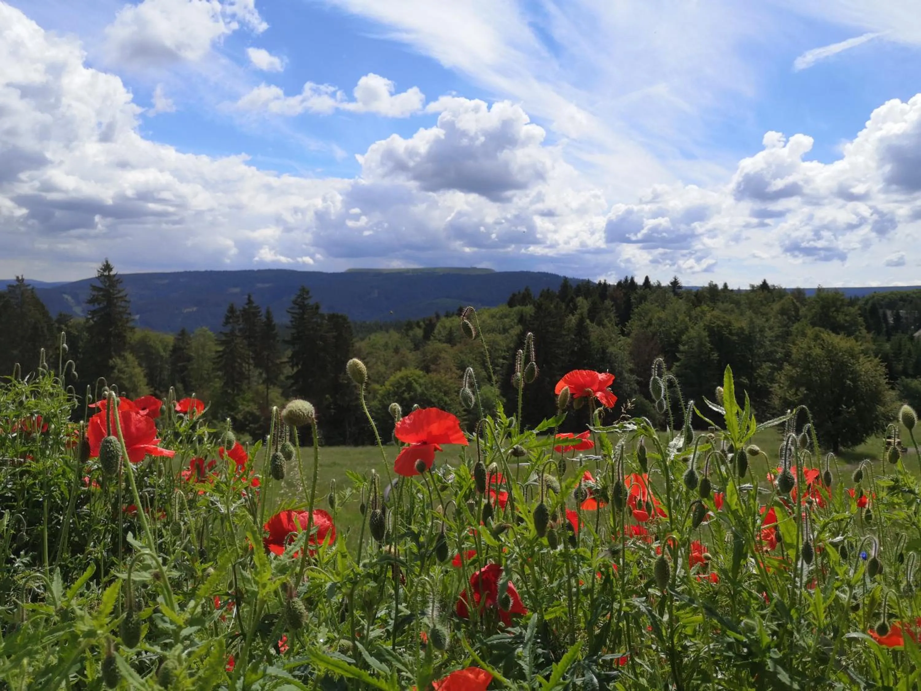 View (from property/room) in Hotel Schöne Aussicht