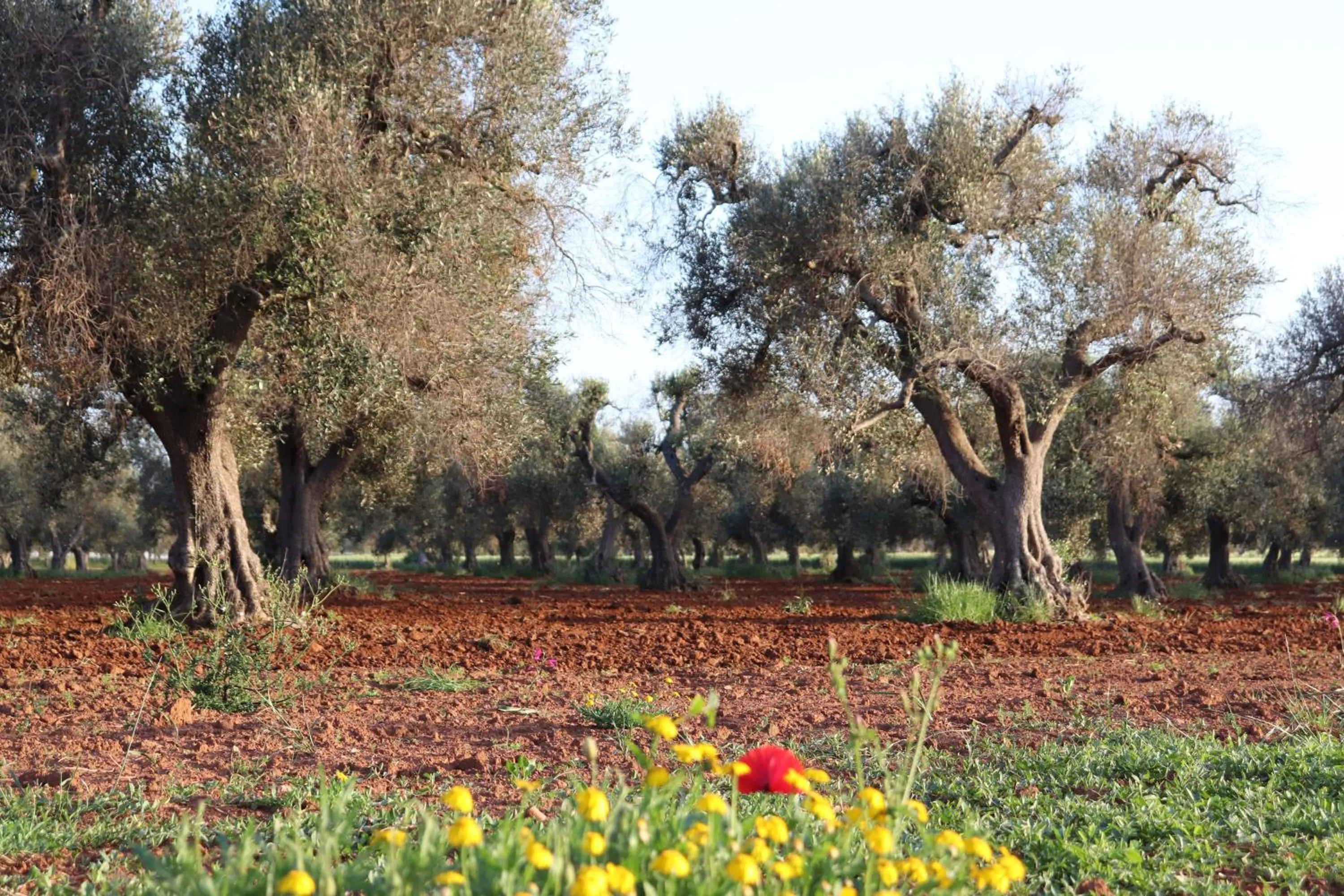 Natural landscape in B&b Passione del sud