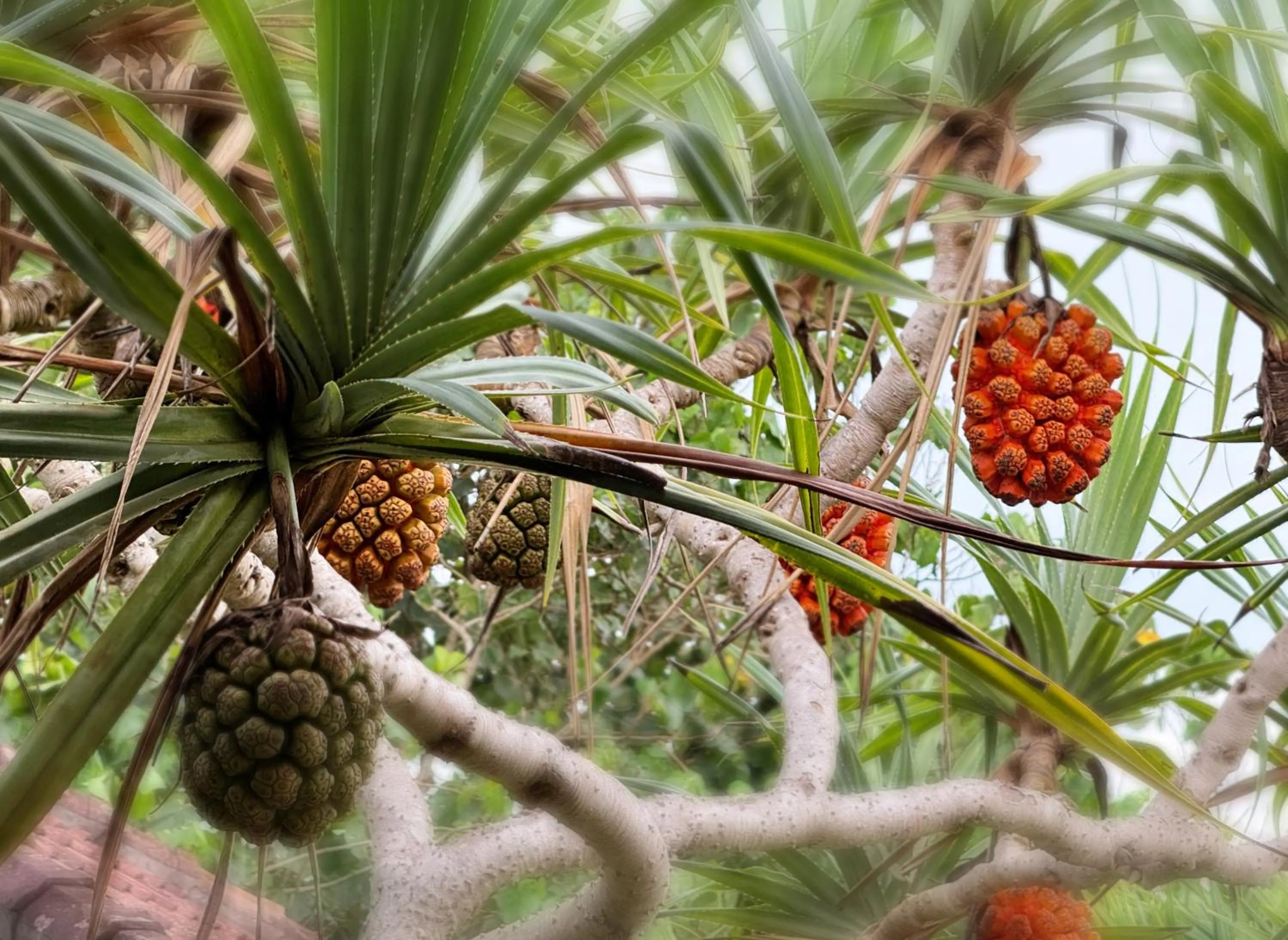 Garden in Wide Sands Beach Retreat