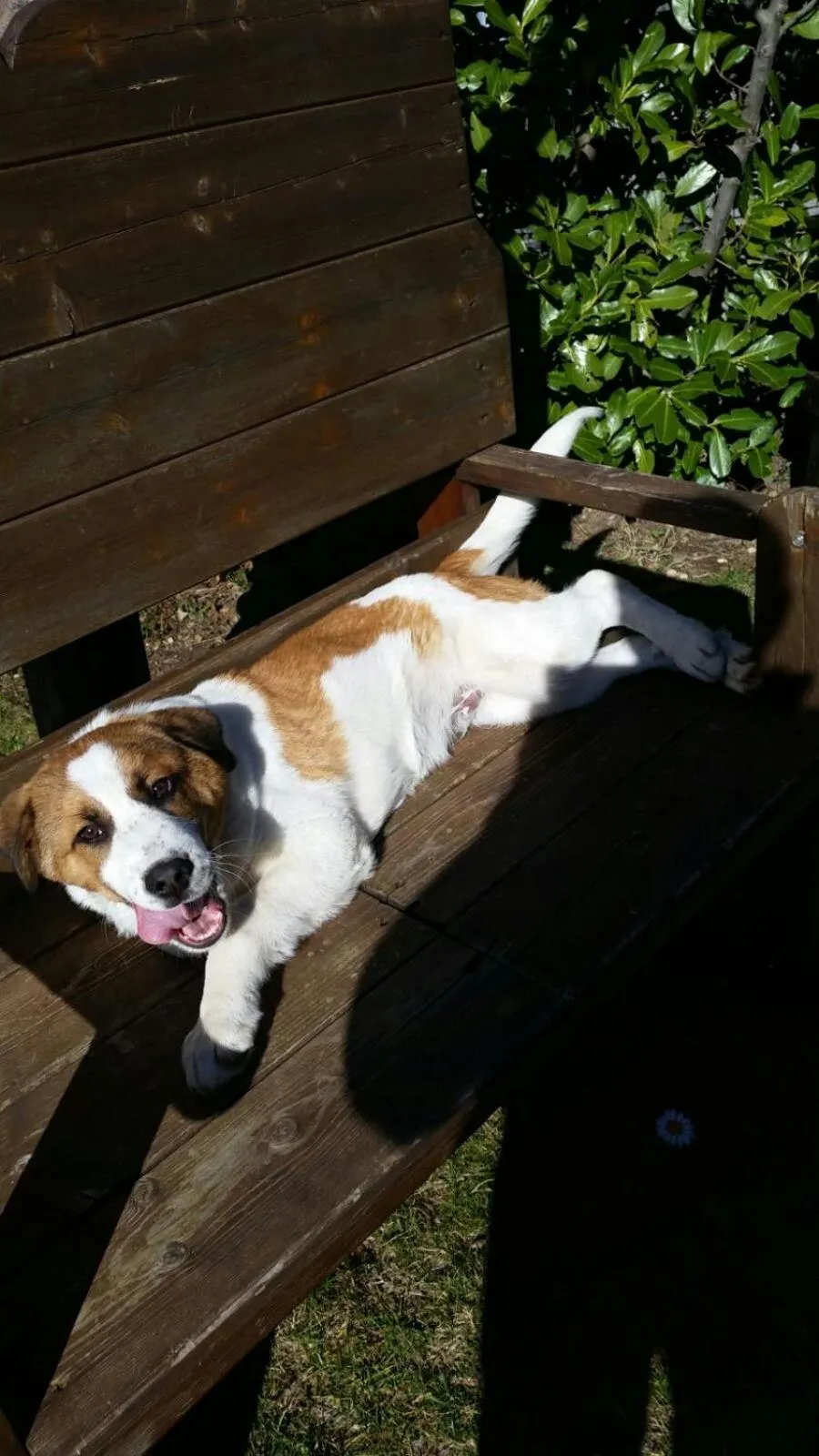 Animals in Le Chalet del Pollino