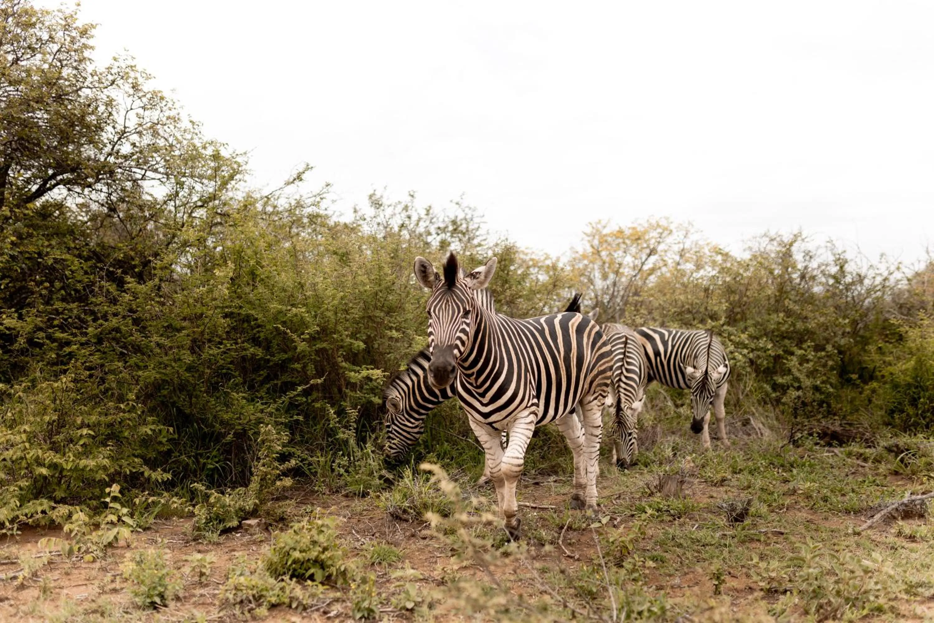 Animals in Little Kubu Lodge