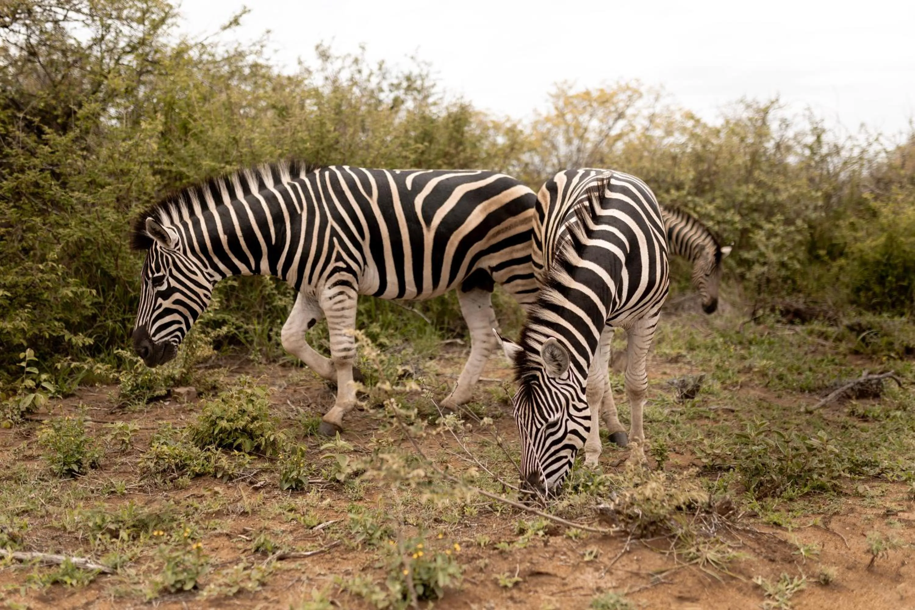 Animals in Little Kubu Lodge