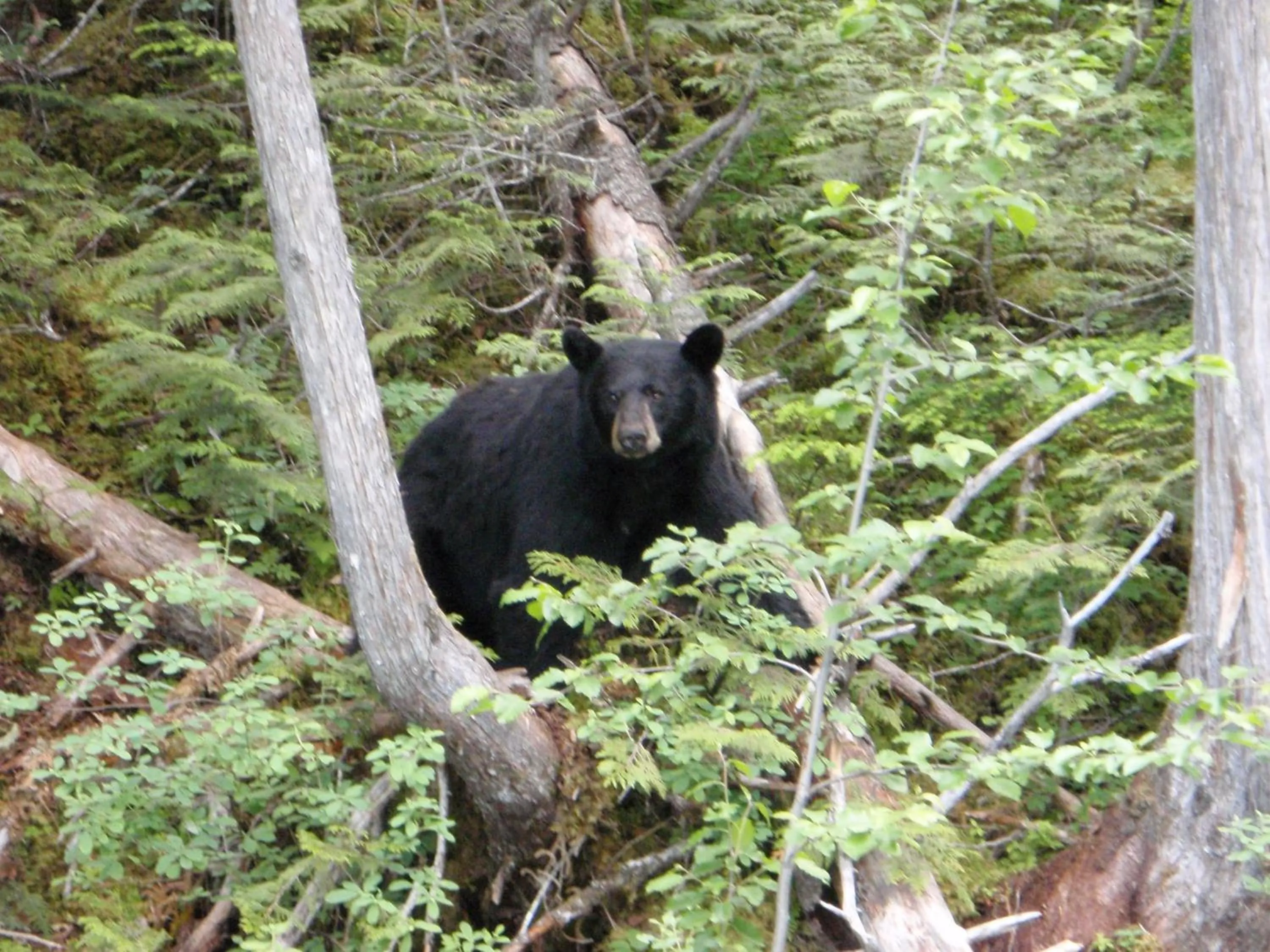 Area and facilities in Summit River Lodge & Campsites