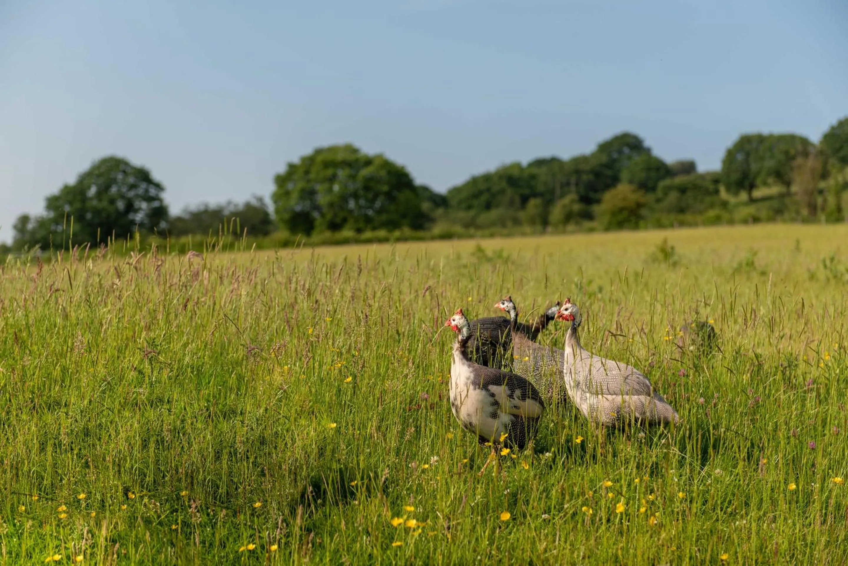 View (from property/room) in Alltybrain Farm Cottages