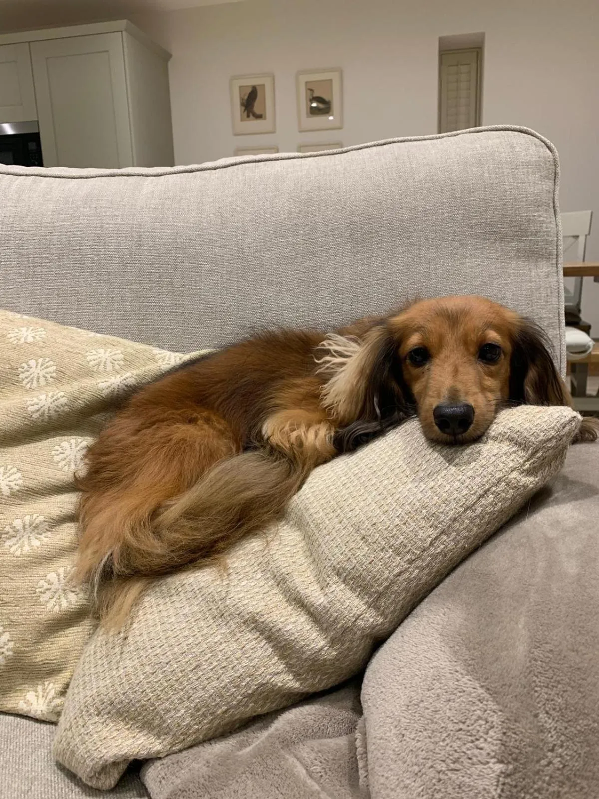 Pets in Barrow Hill Barns