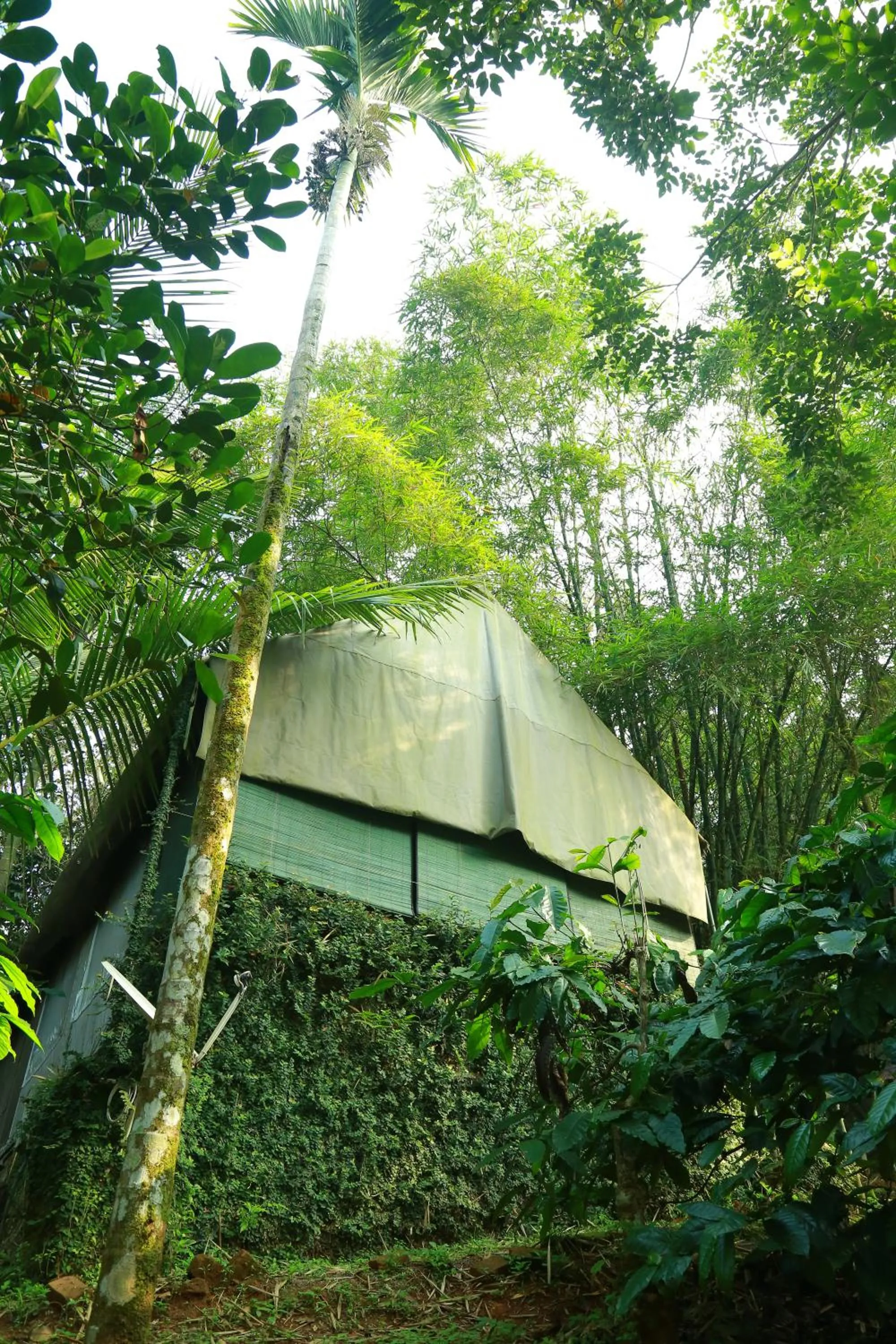 Natural landscape in Grassroots Wayanad, Valley-view Tents