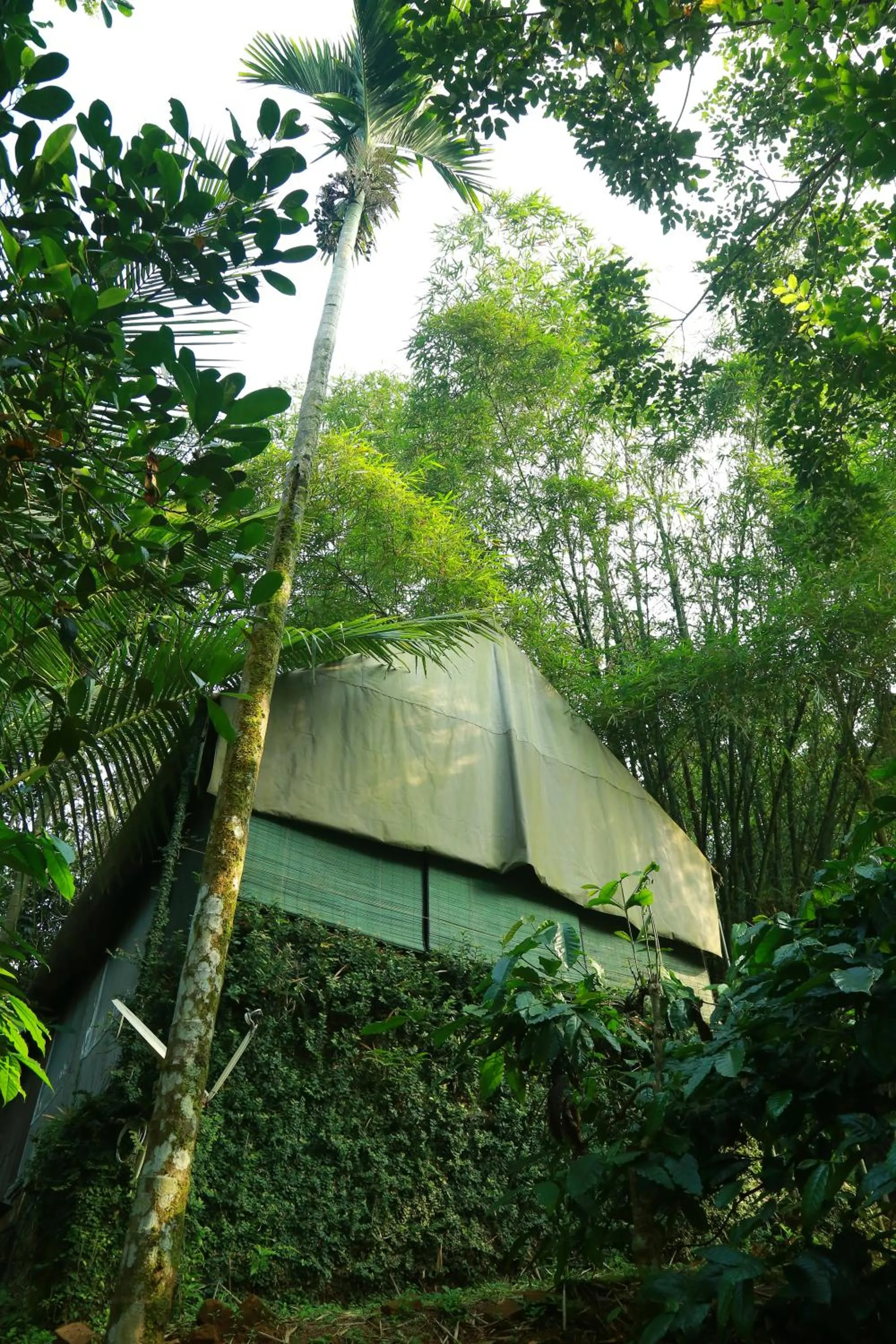 Natural landscape in Grassroots Wayanad, Valley-view Tents
