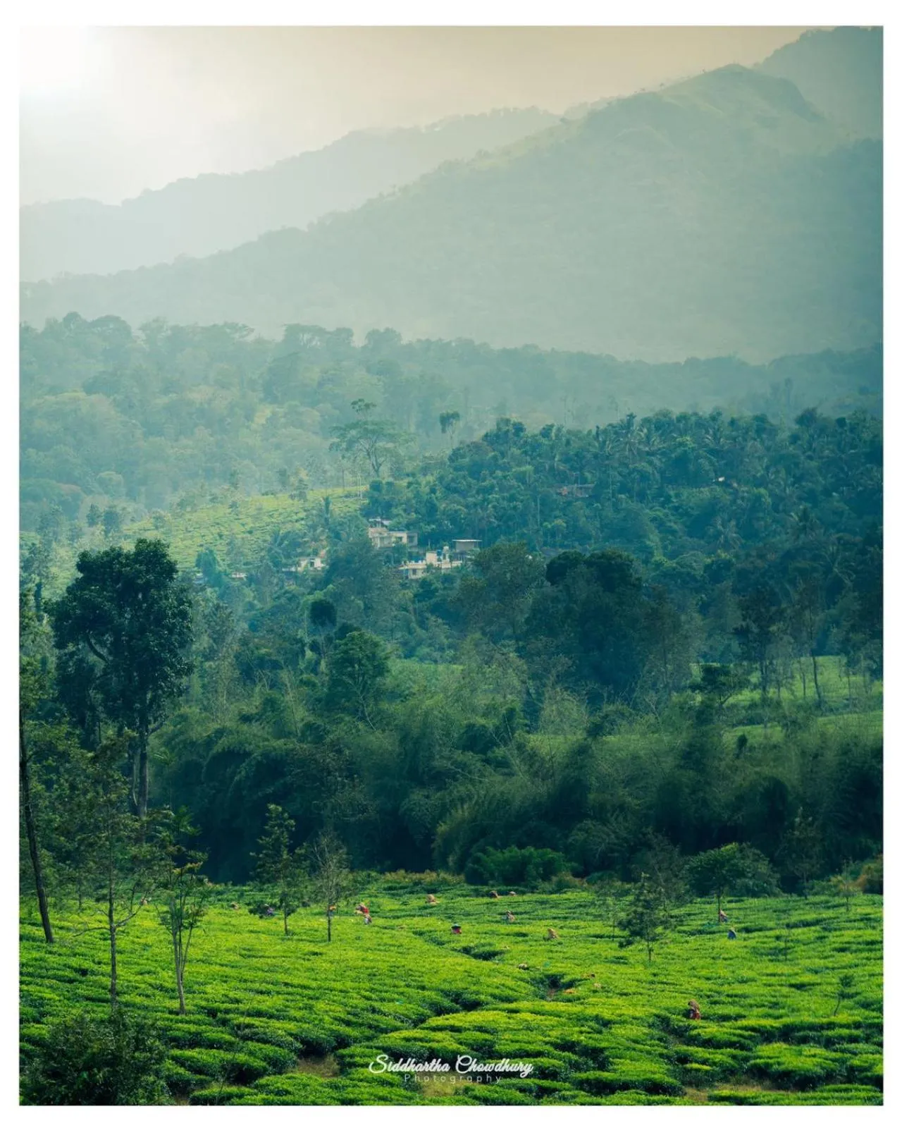 Natural landscape in Grassroots Wayanad, Valley-view Tents