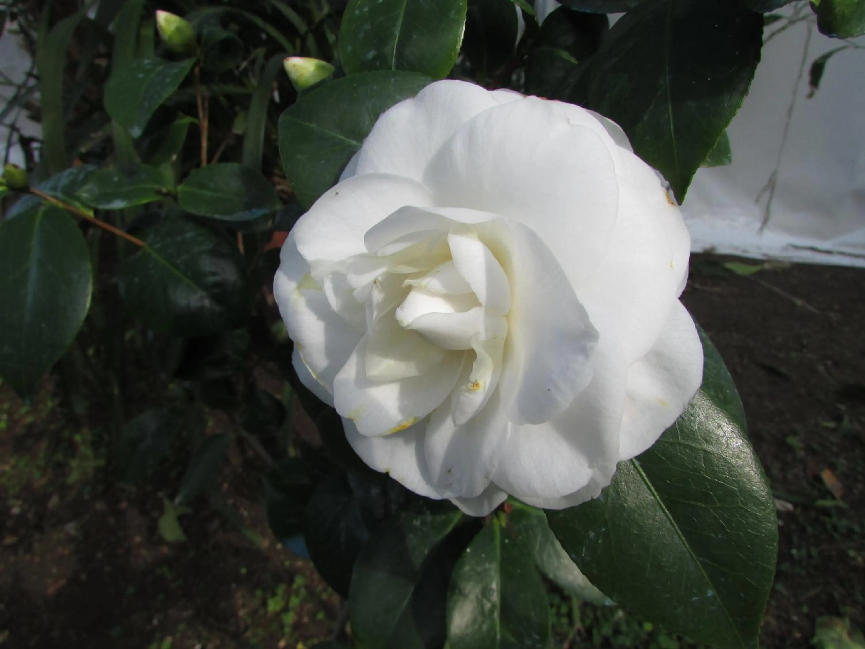 Garden in Casa Palazzo a Mare
