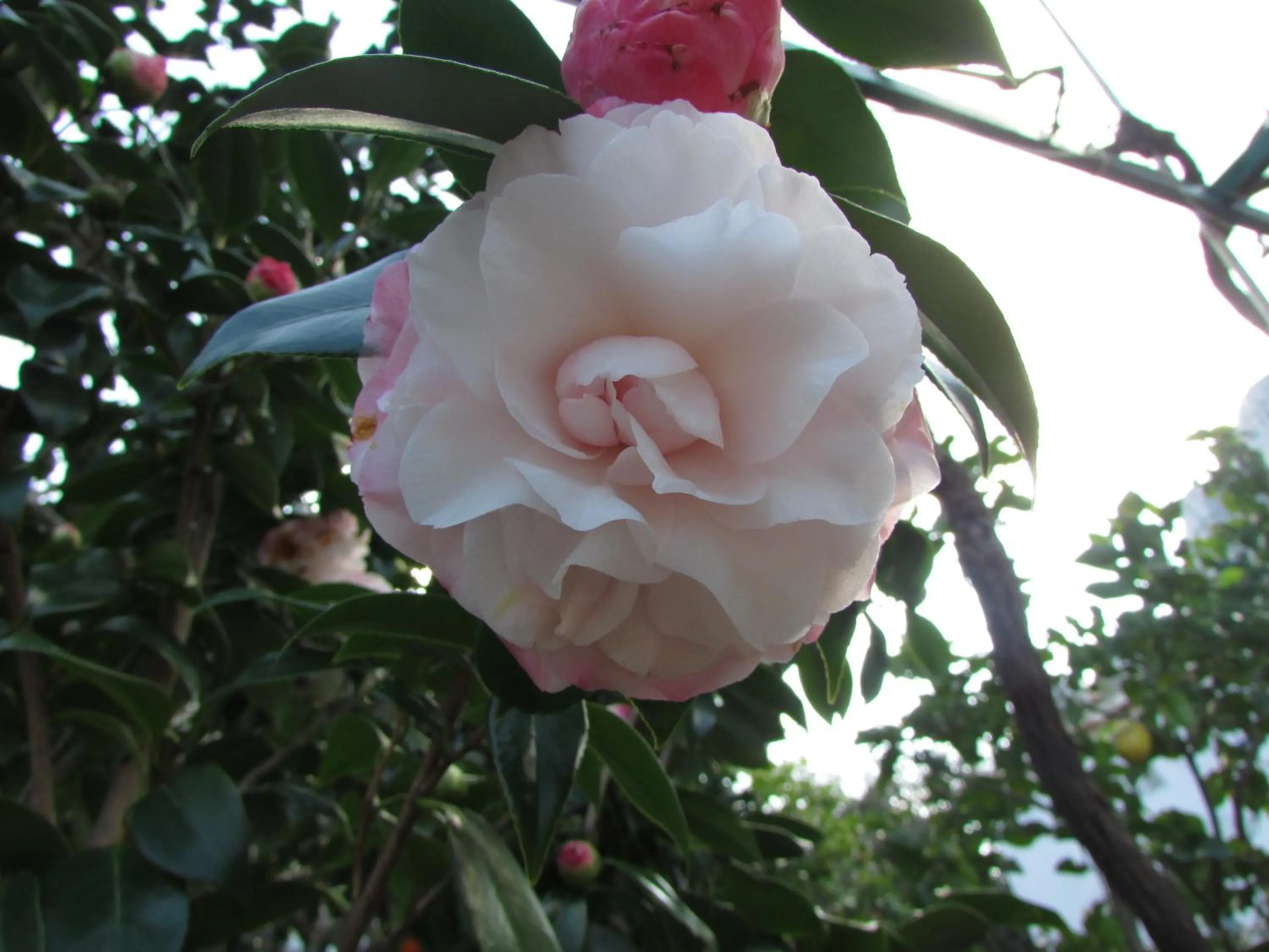Garden in Casa Palazzo a Mare