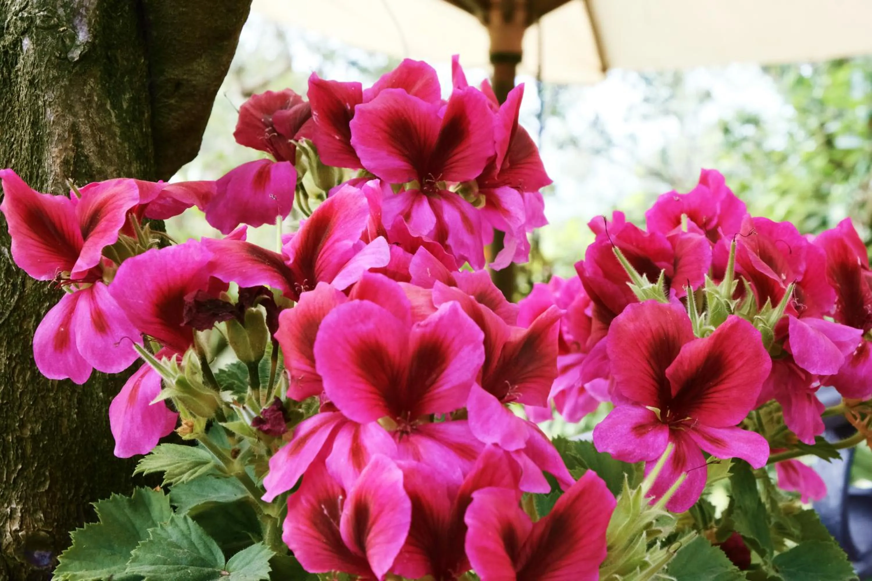 Garden in B&B Maria Grazia