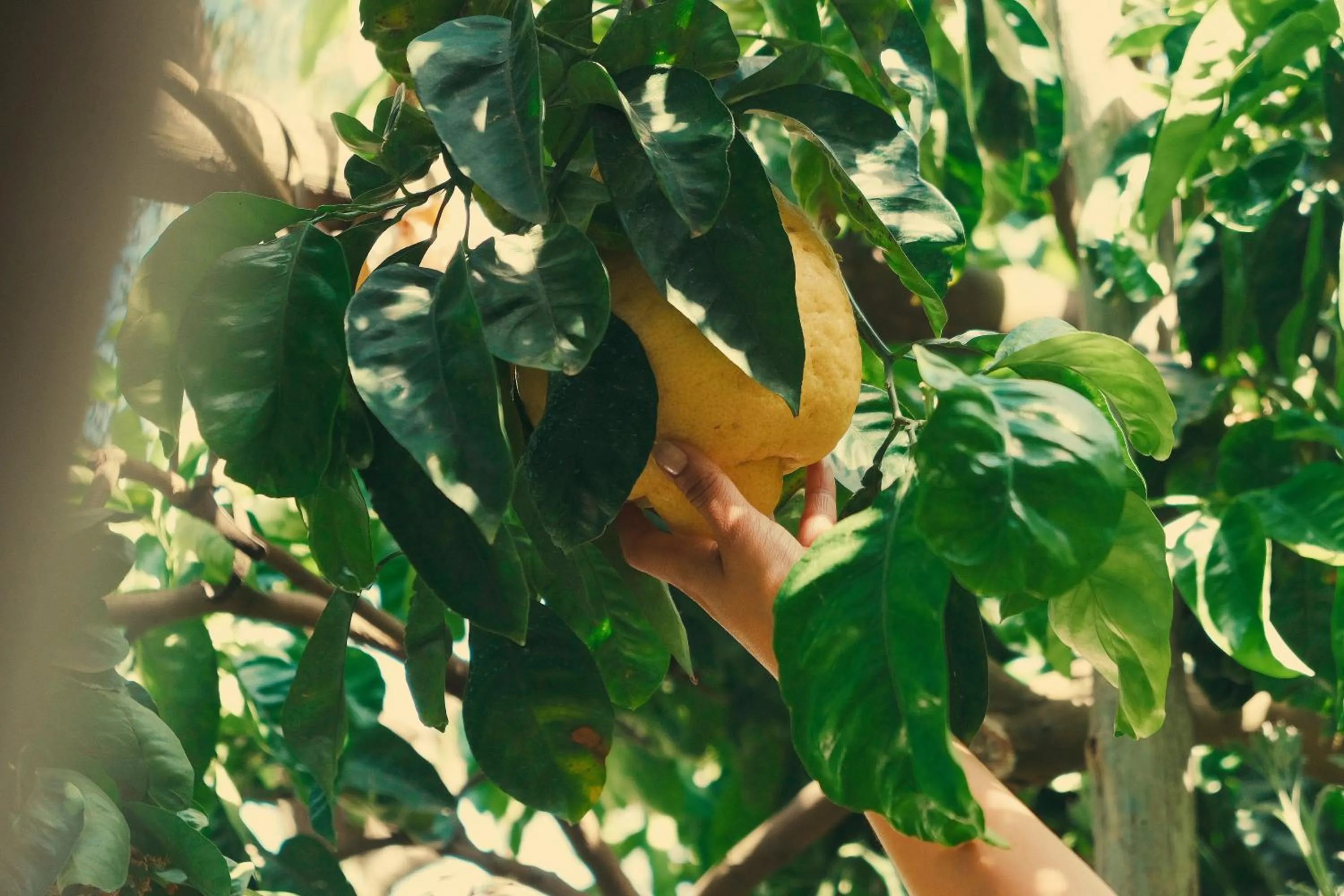 Garden in B&B Maria Grazia