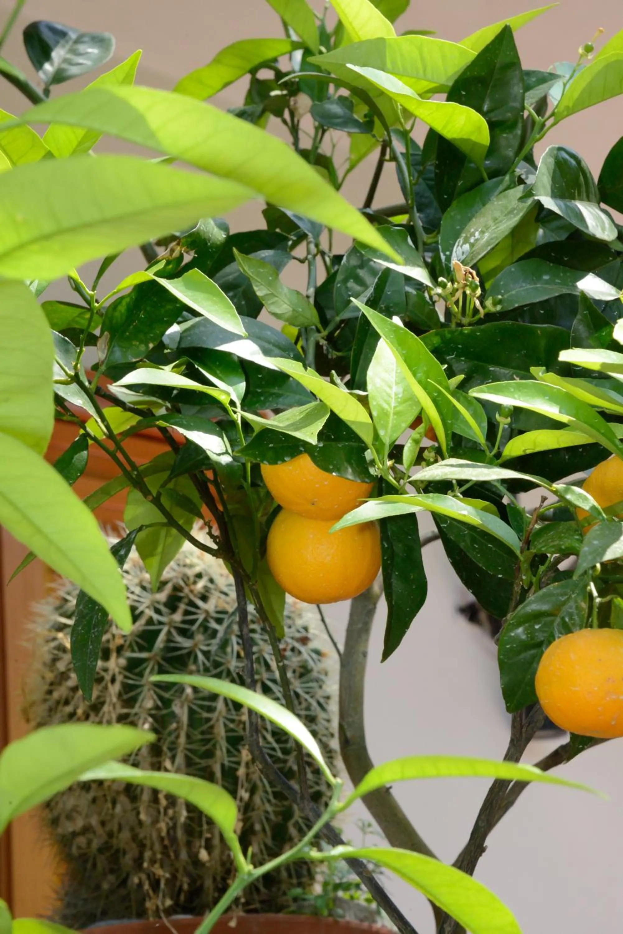 Garden in B&B Maria Grazia