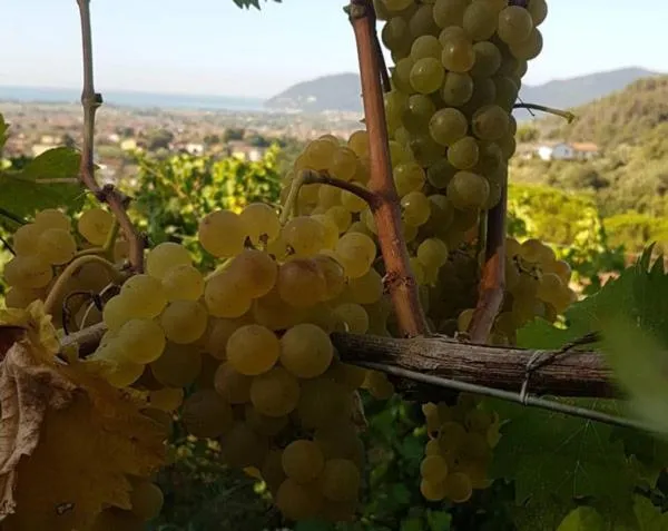 Agriturismo La Carreccia