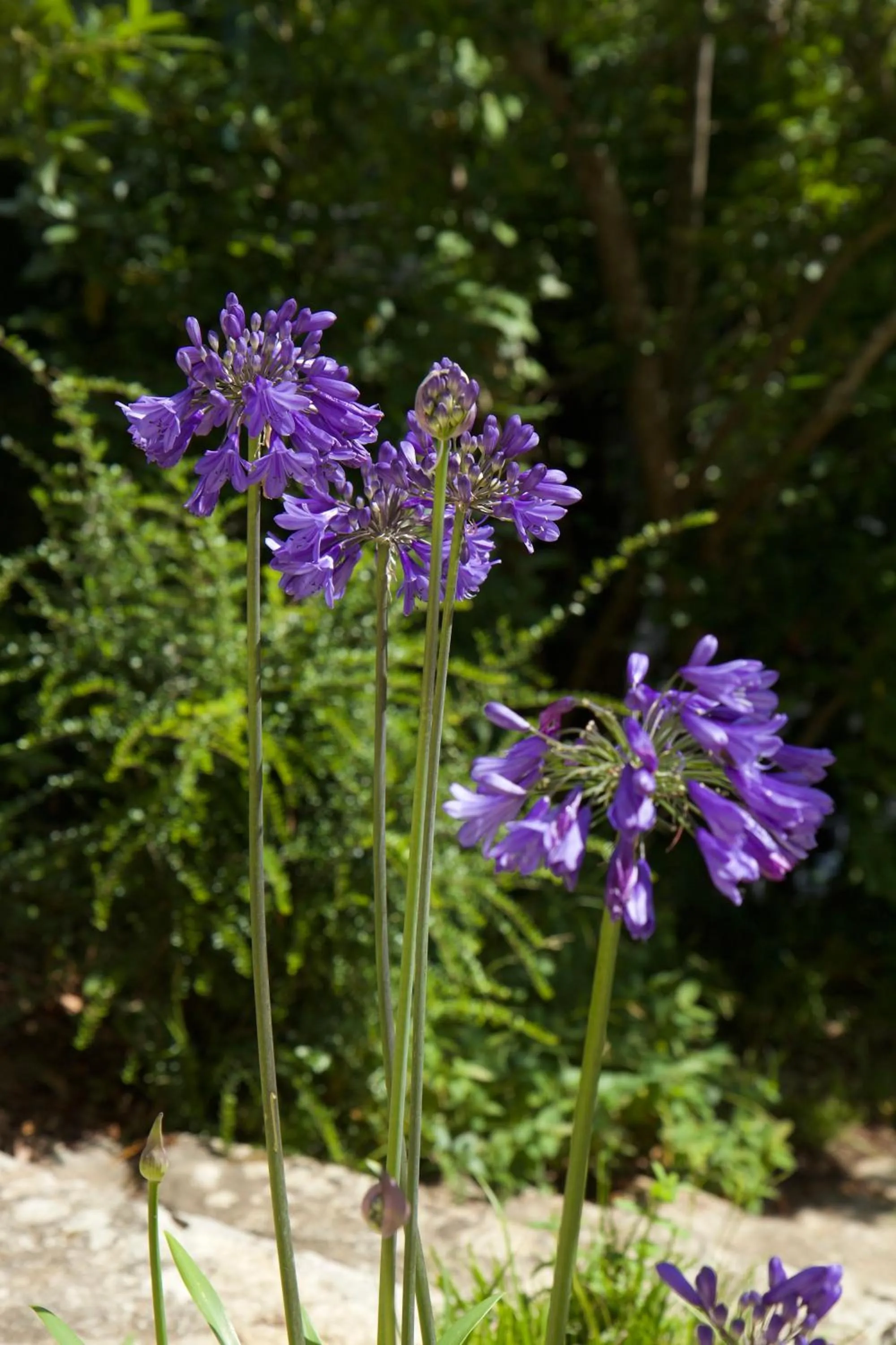 View (from property/room) in Chambre BEAUSEJOUR
