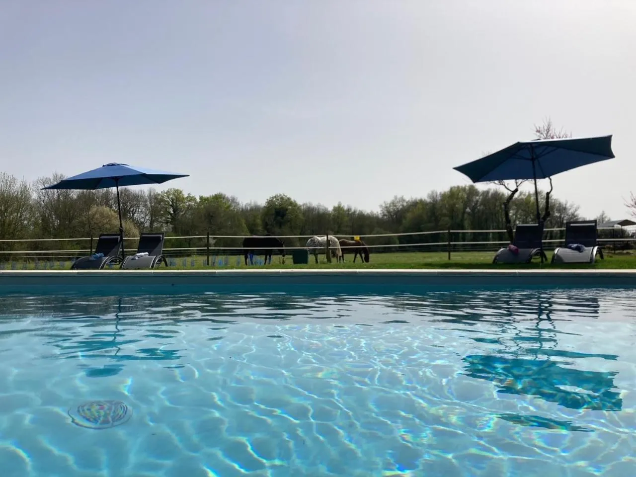 Swimming pool in Château de la Preuille Bed & Breakfast
