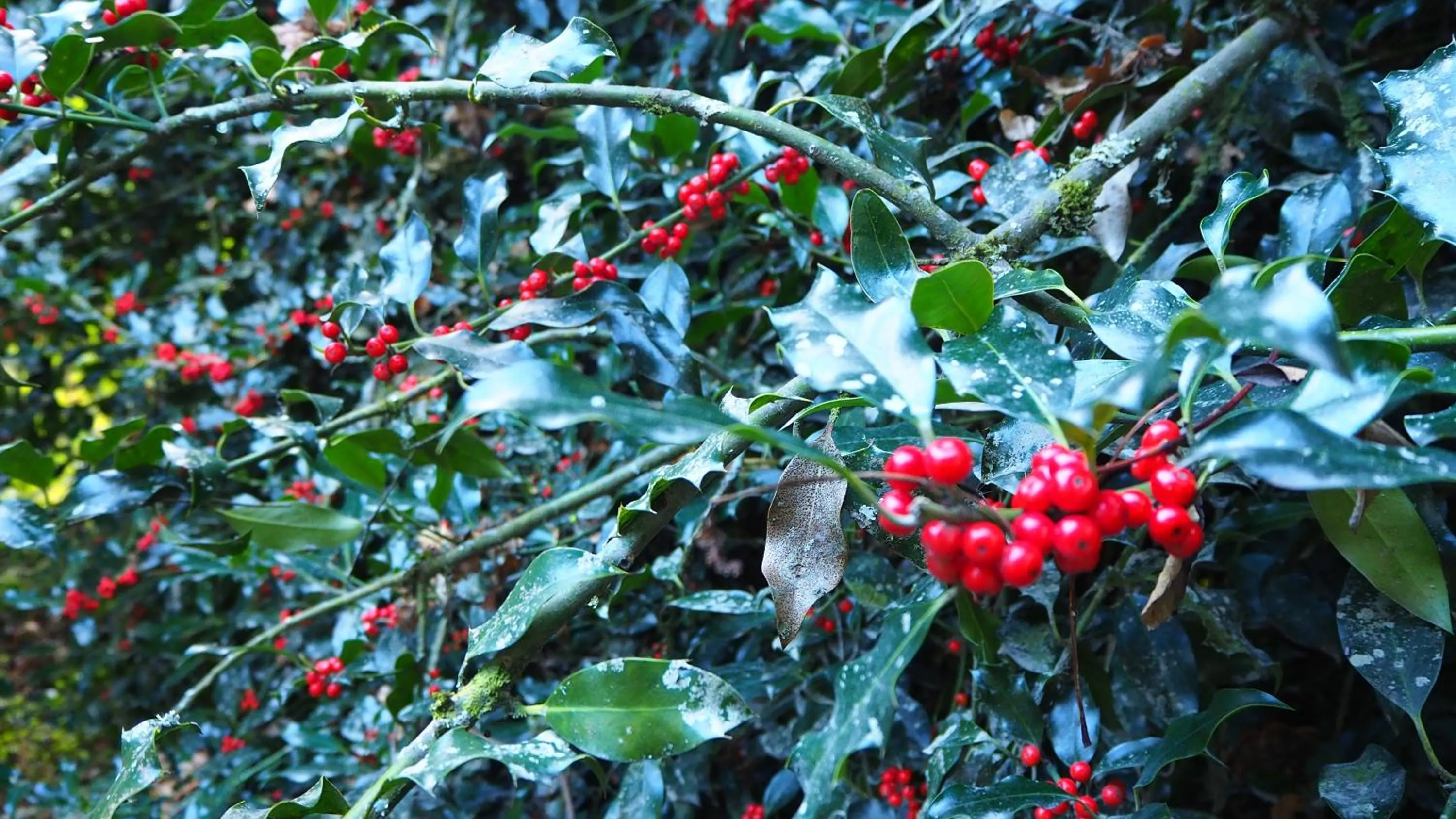 Spring in Casona Alemana