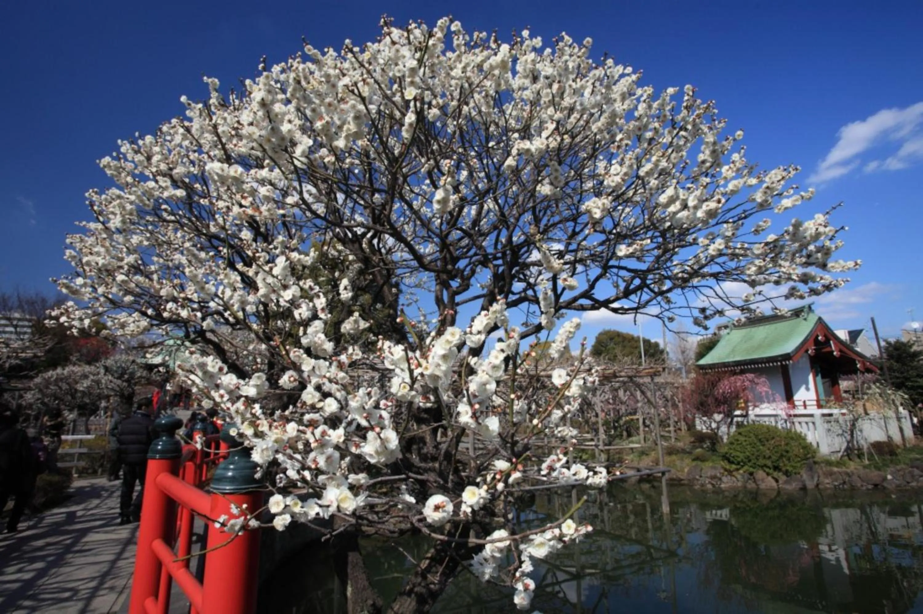 Nearby landmark in Laffitte Hirai Condominium Hotel