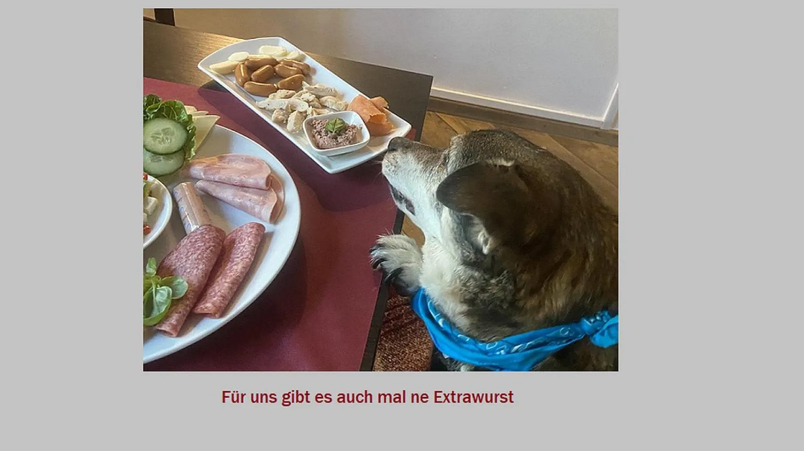 pet friendly in Stadt-gut-Hotel Rheinischer Hof