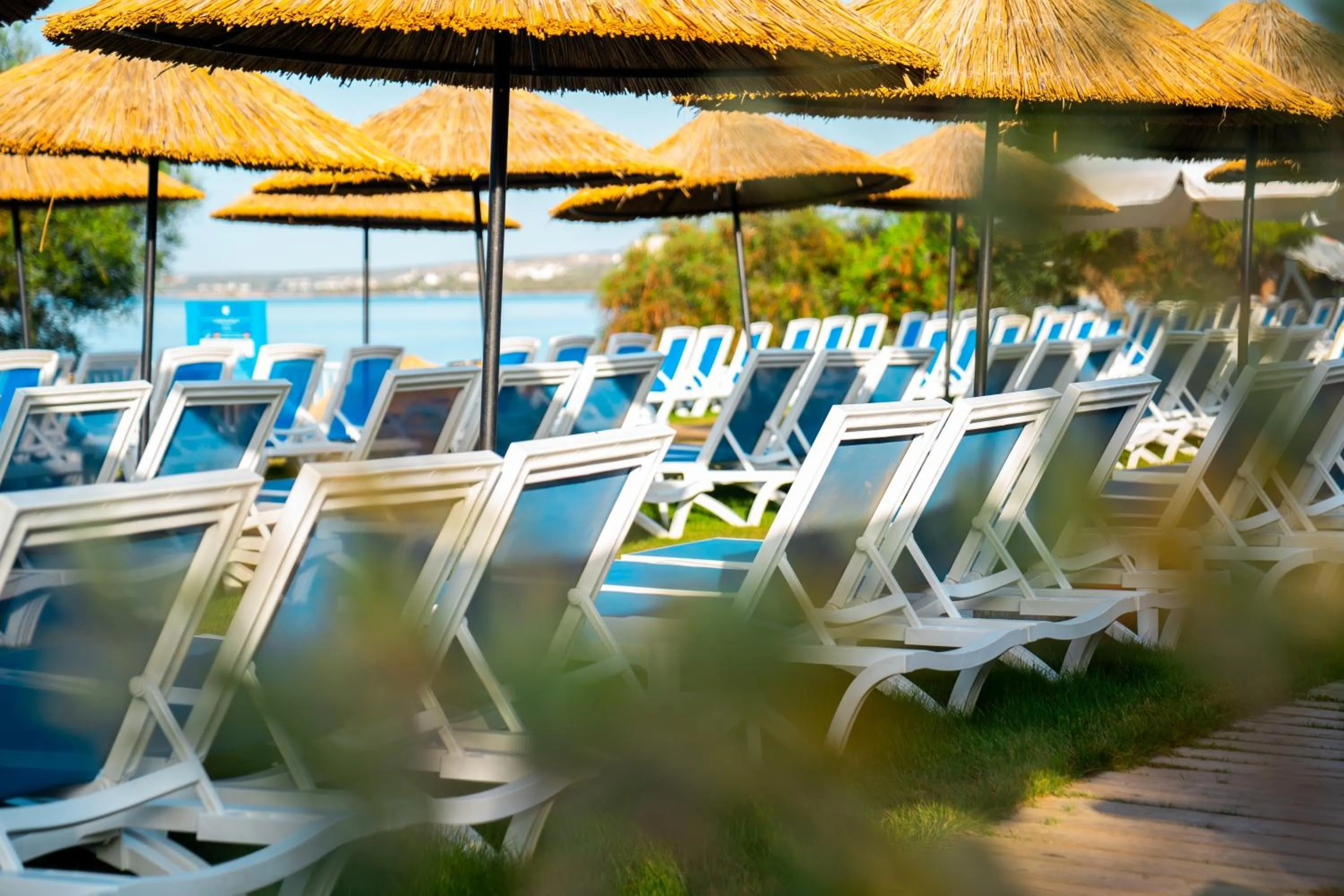 Day in Maxeria Blue Didyma