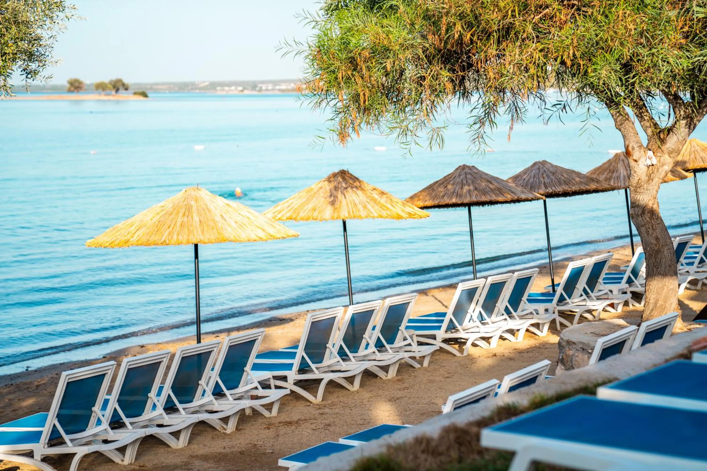 Day in Maxeria Blue Didyma