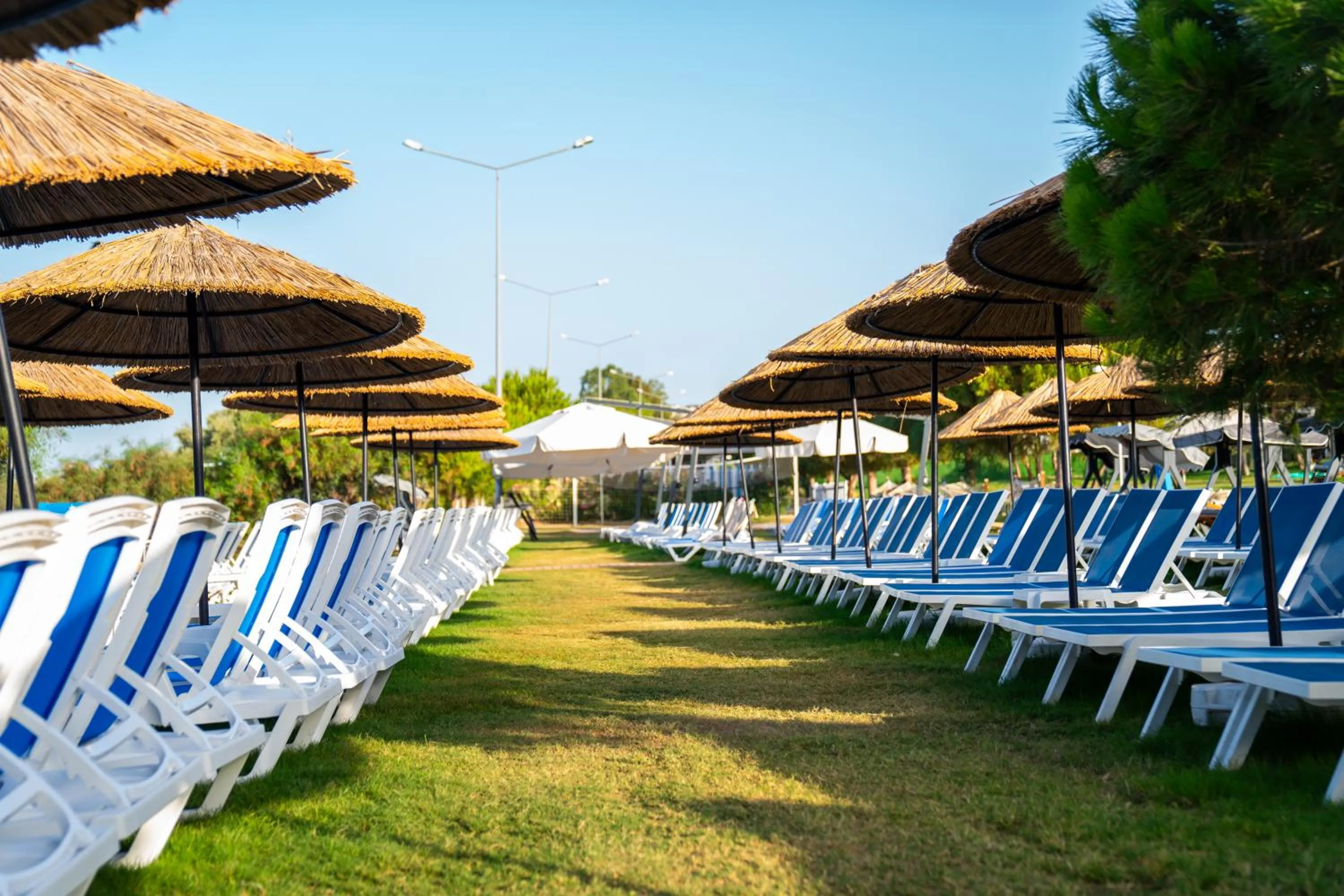 Spring in Maxeria Blue Didyma