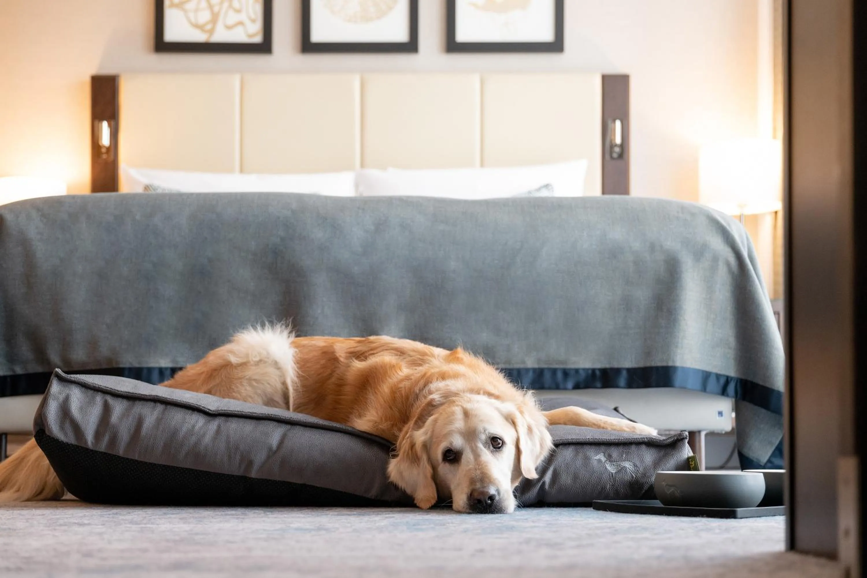 Pets in Hotel Kö59 Düsseldorf - Member of Hommage Luxury Hotels Collection