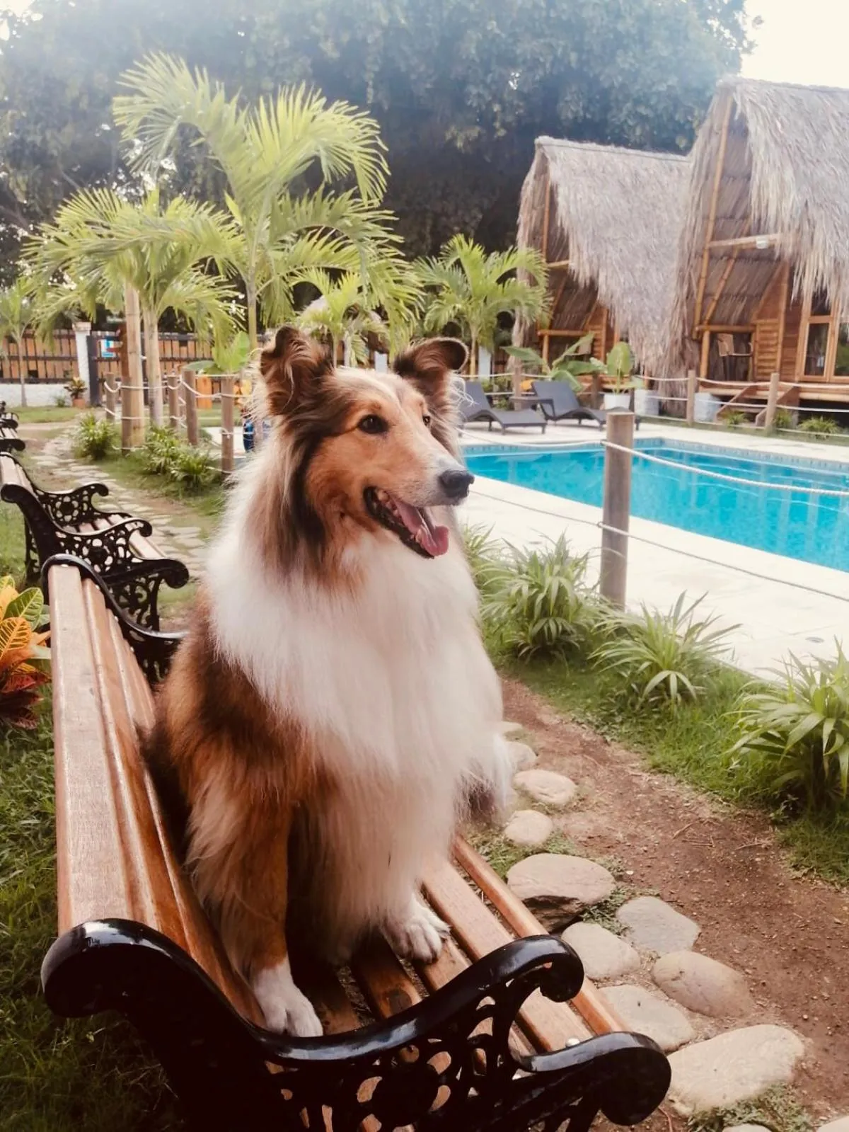 Pets in Palomino Sunrise