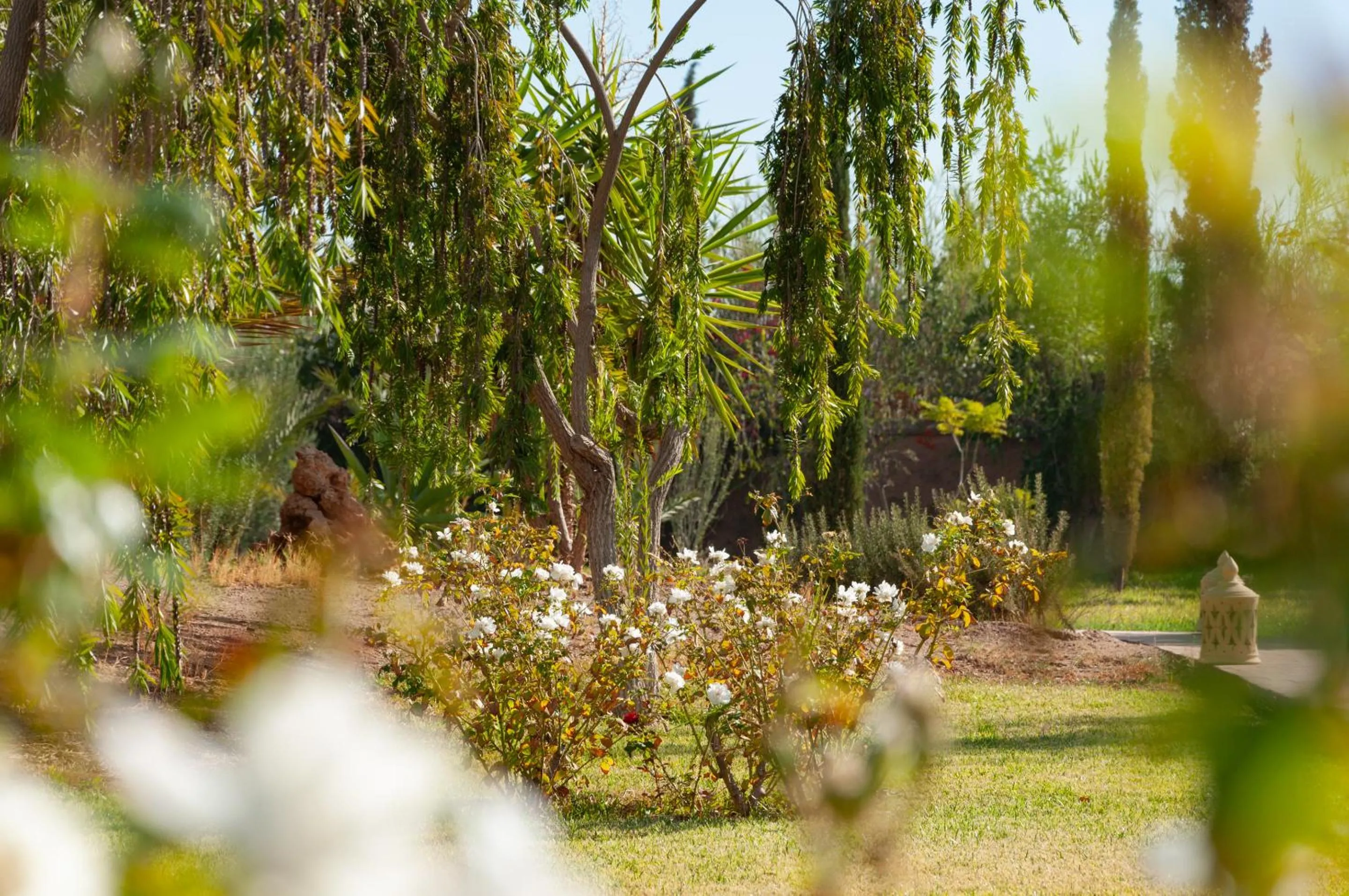 Garden in Atlas Widan