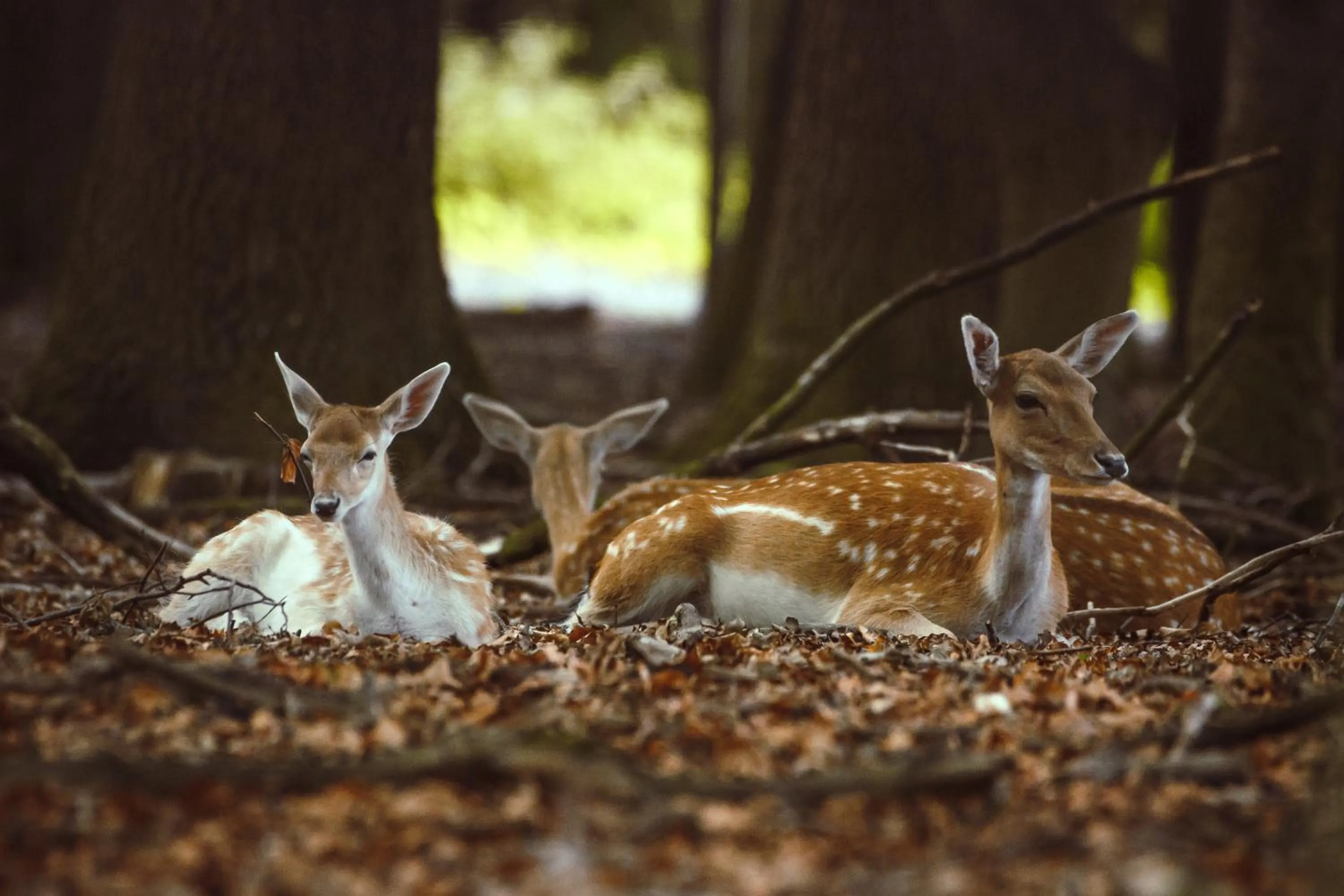 Animals in REGIOHOTEL Schanzenhaus Wernigerode - #Wellnessbereich #NaturAuszeitHarz #RuhigAmWald #FreeParking