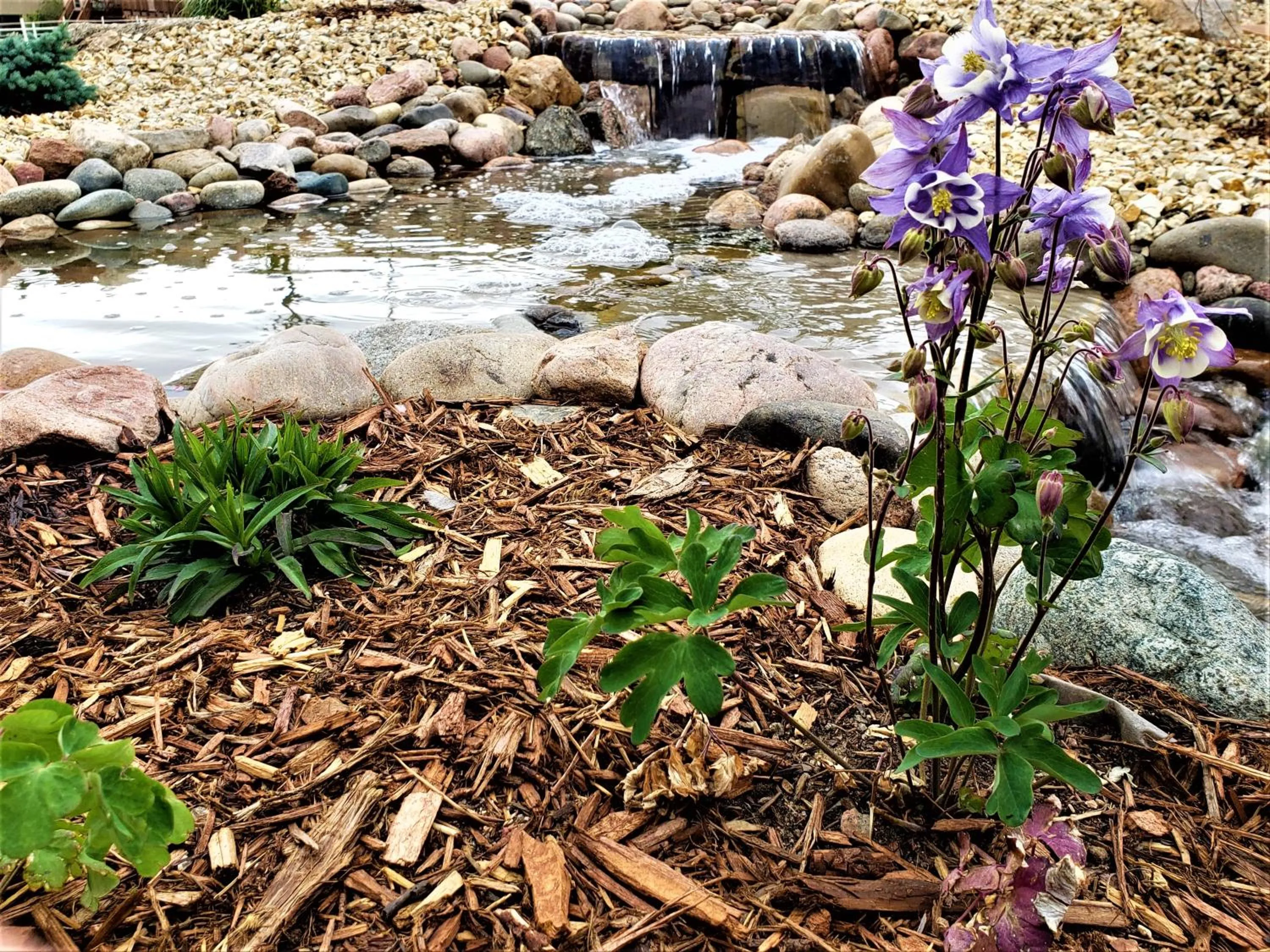 Garden in Peak Valley Manor, a Modern Farmhouse