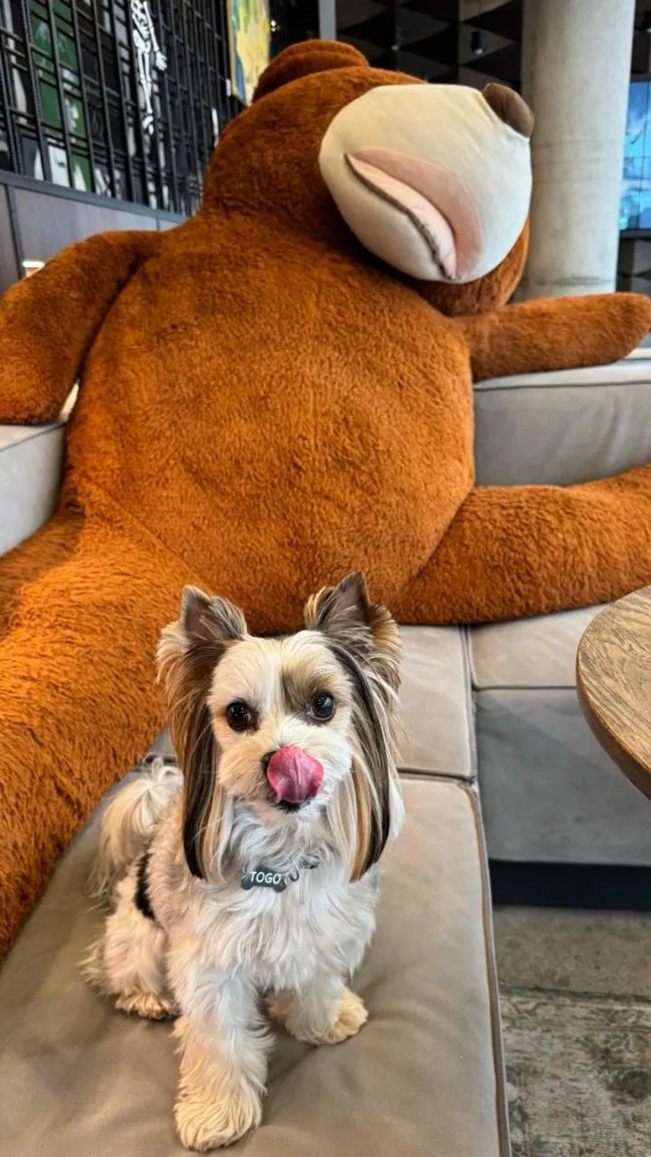 Pets in Moxy Kaunas Center