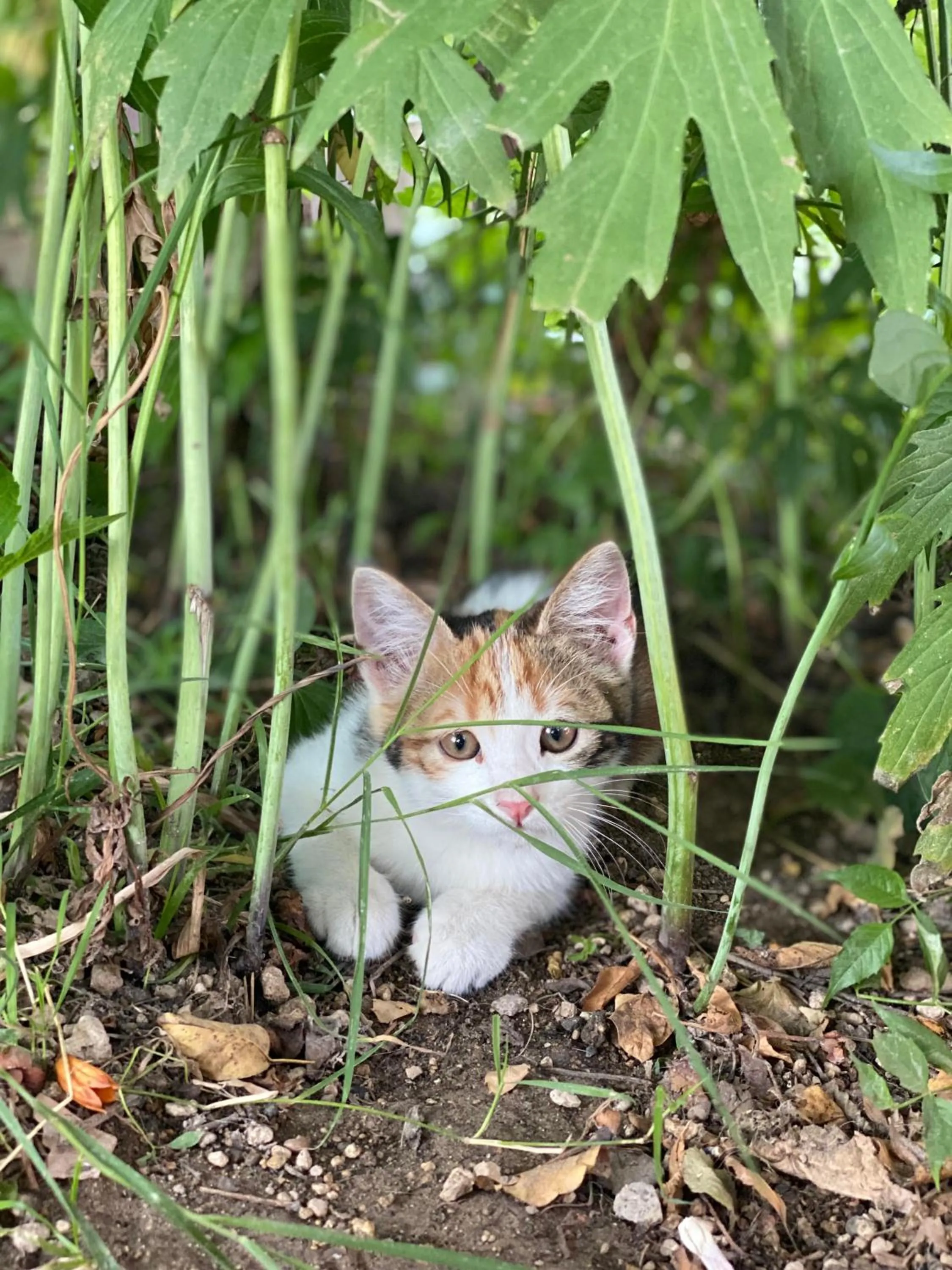 Pets in Kemal's Guest House