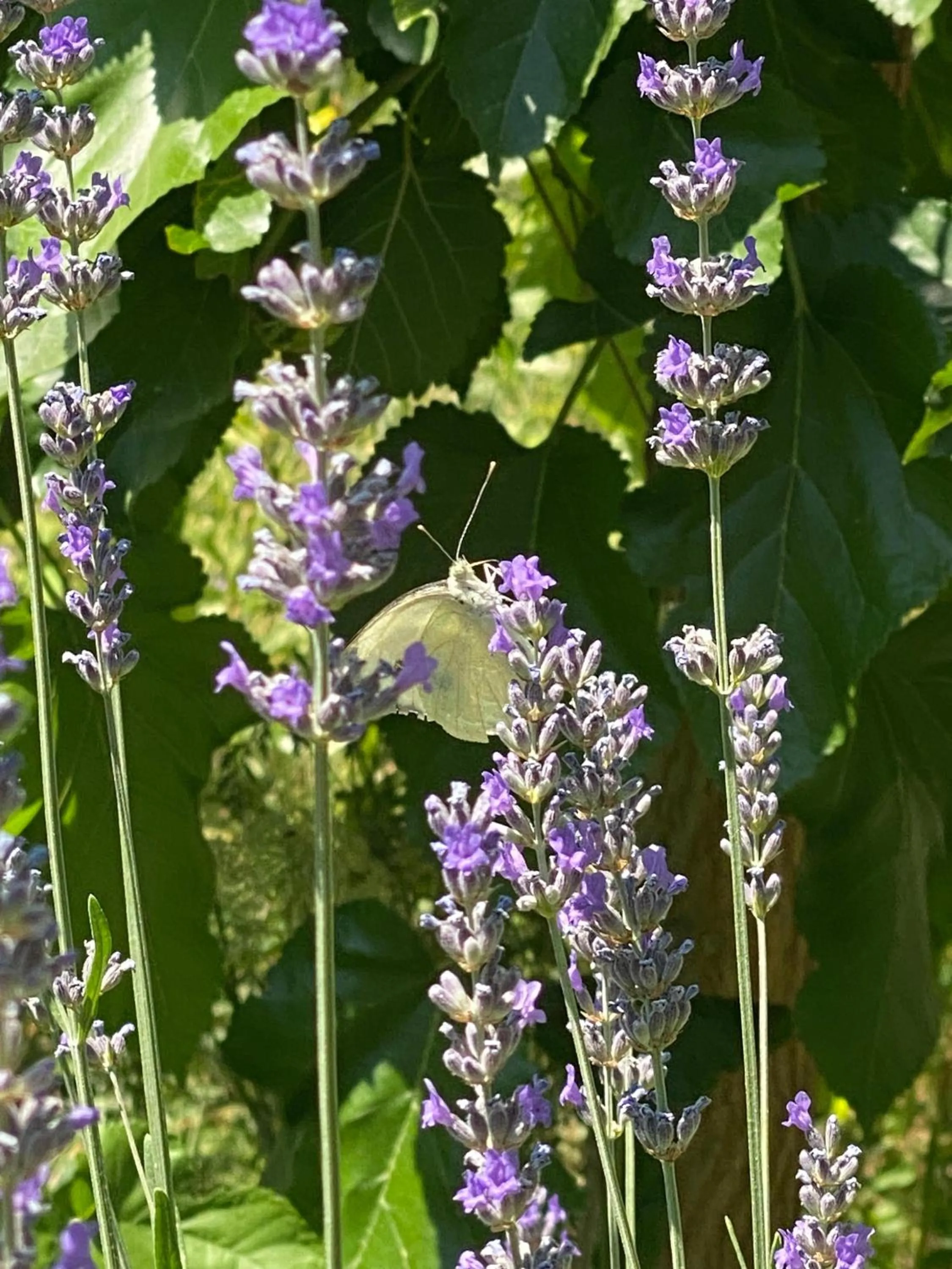 Spring in Kemal's Guest House