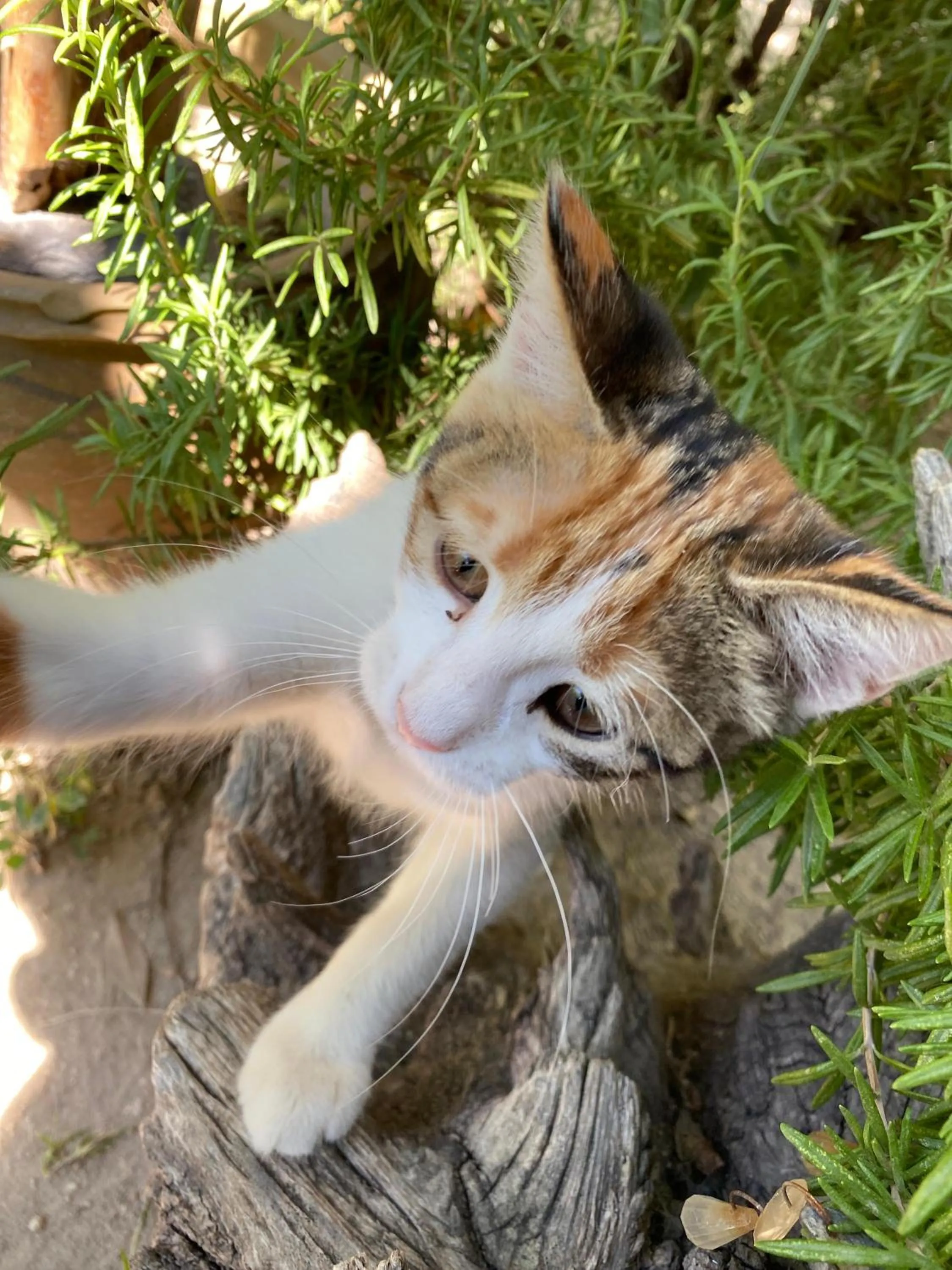 Animals in Kemal's Guest House
