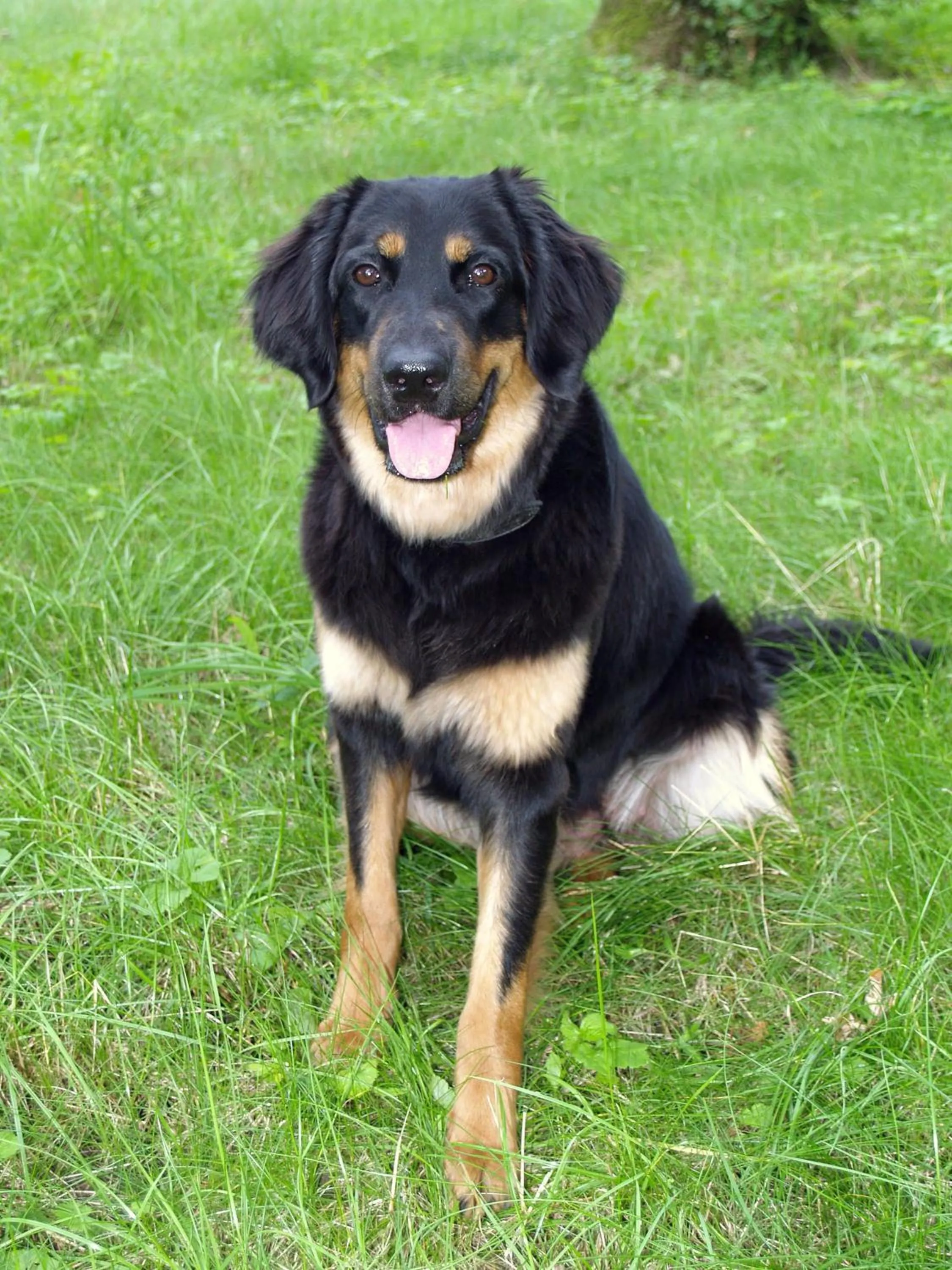 Pets in Blesius Garten