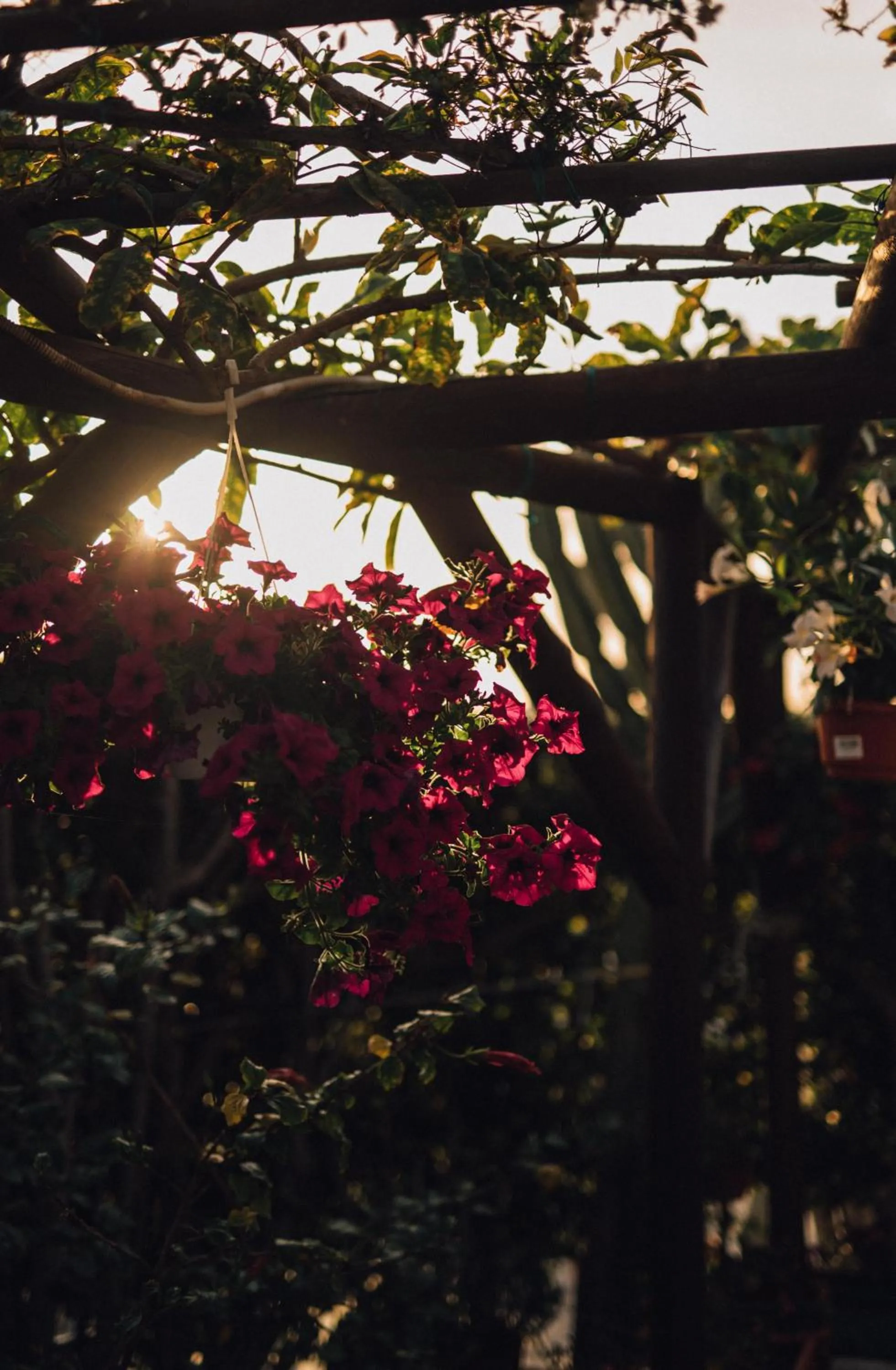 Garden in Hotel Villa Maria
