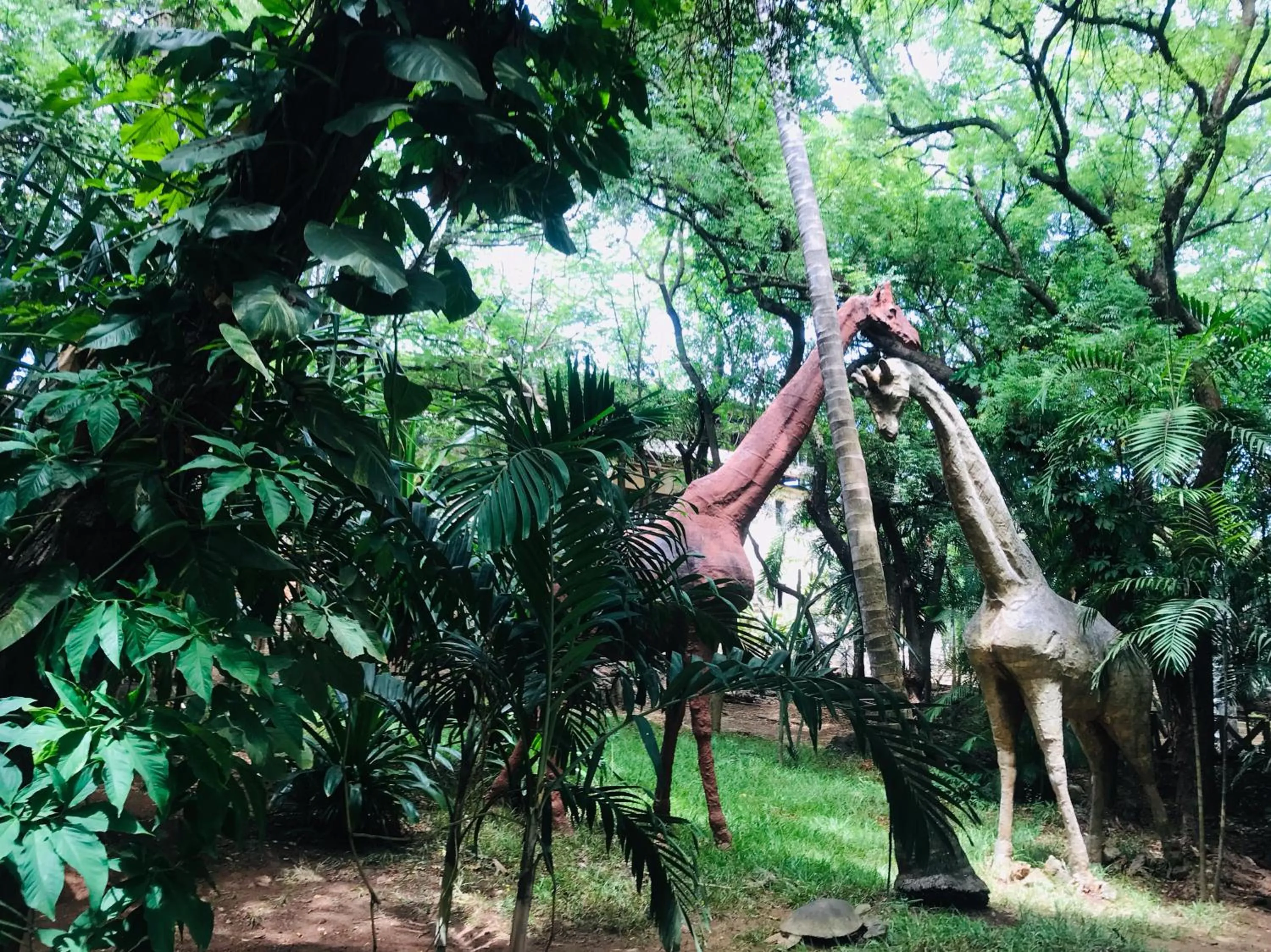 Garden in White Elephant Sea Lodge