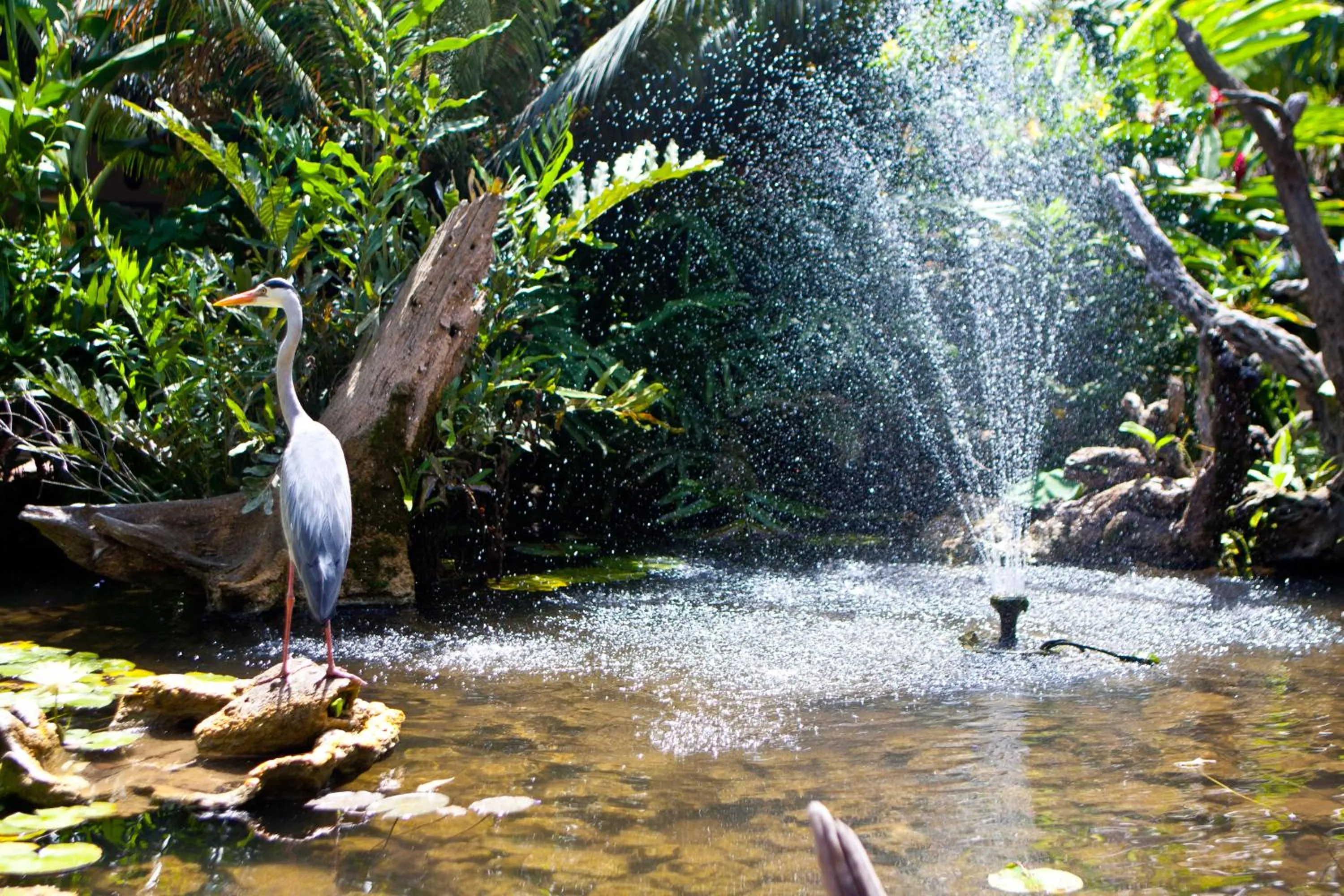 Garden in Leopard Beach Resort and Spa