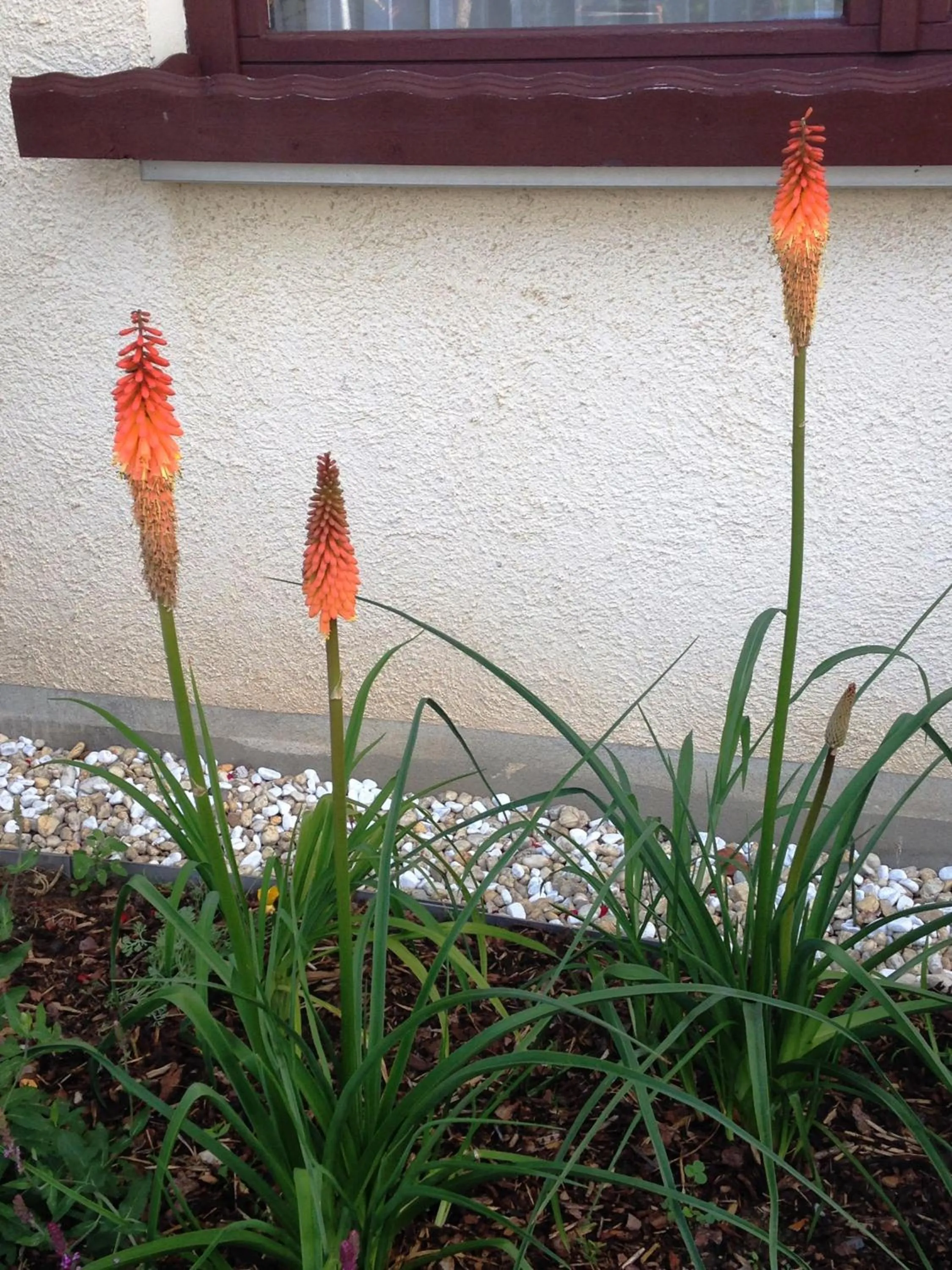 Garden in Hotel zur Kanone