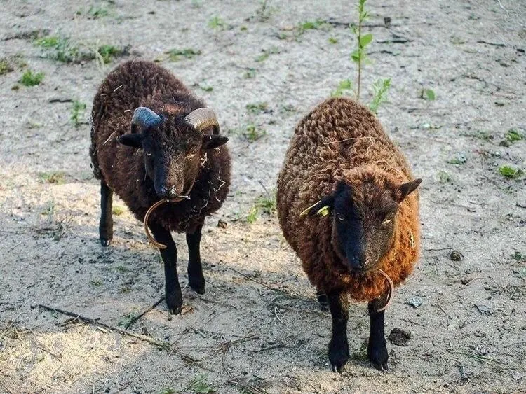 Pets in L'échappée Saline