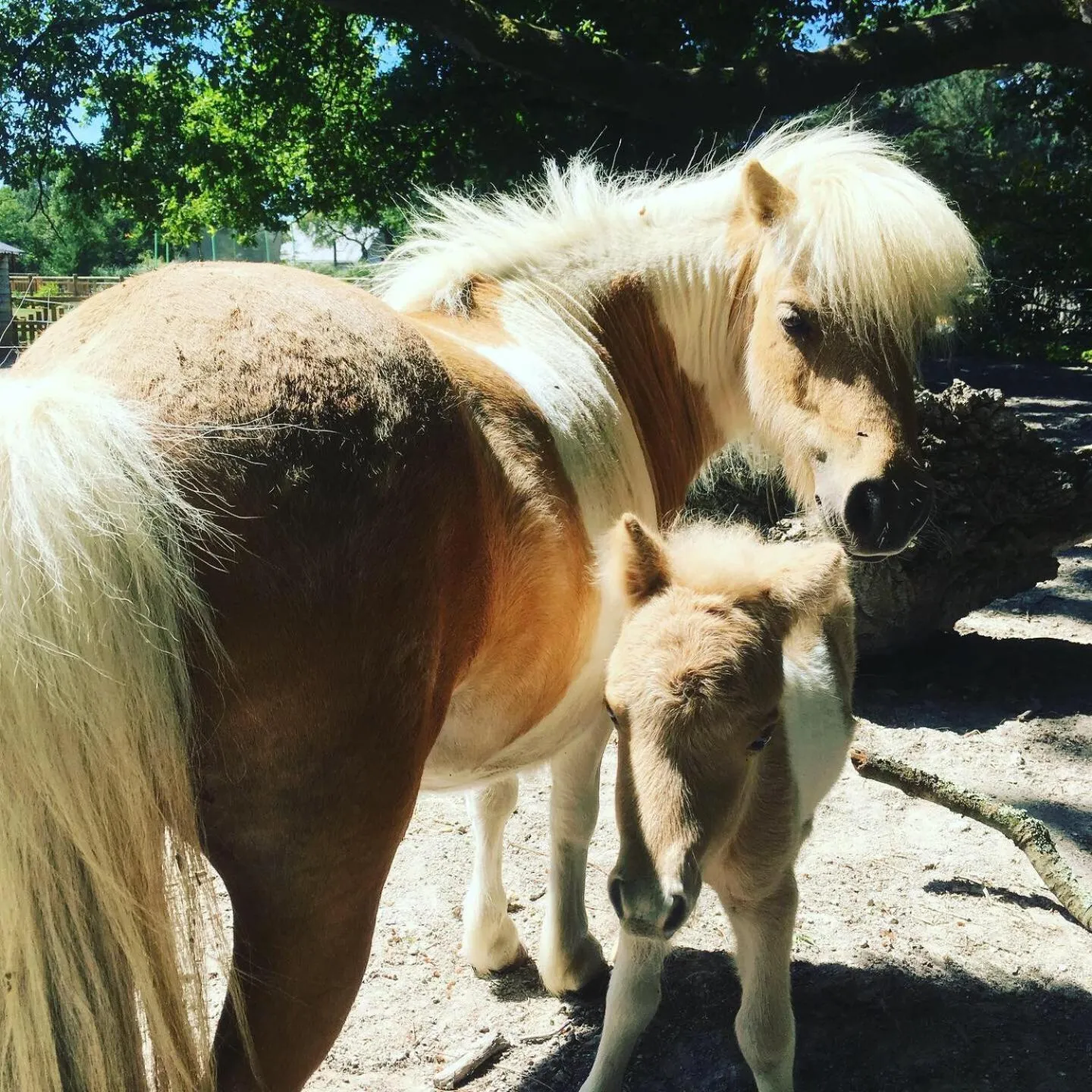 Pets in L'échappée Saline