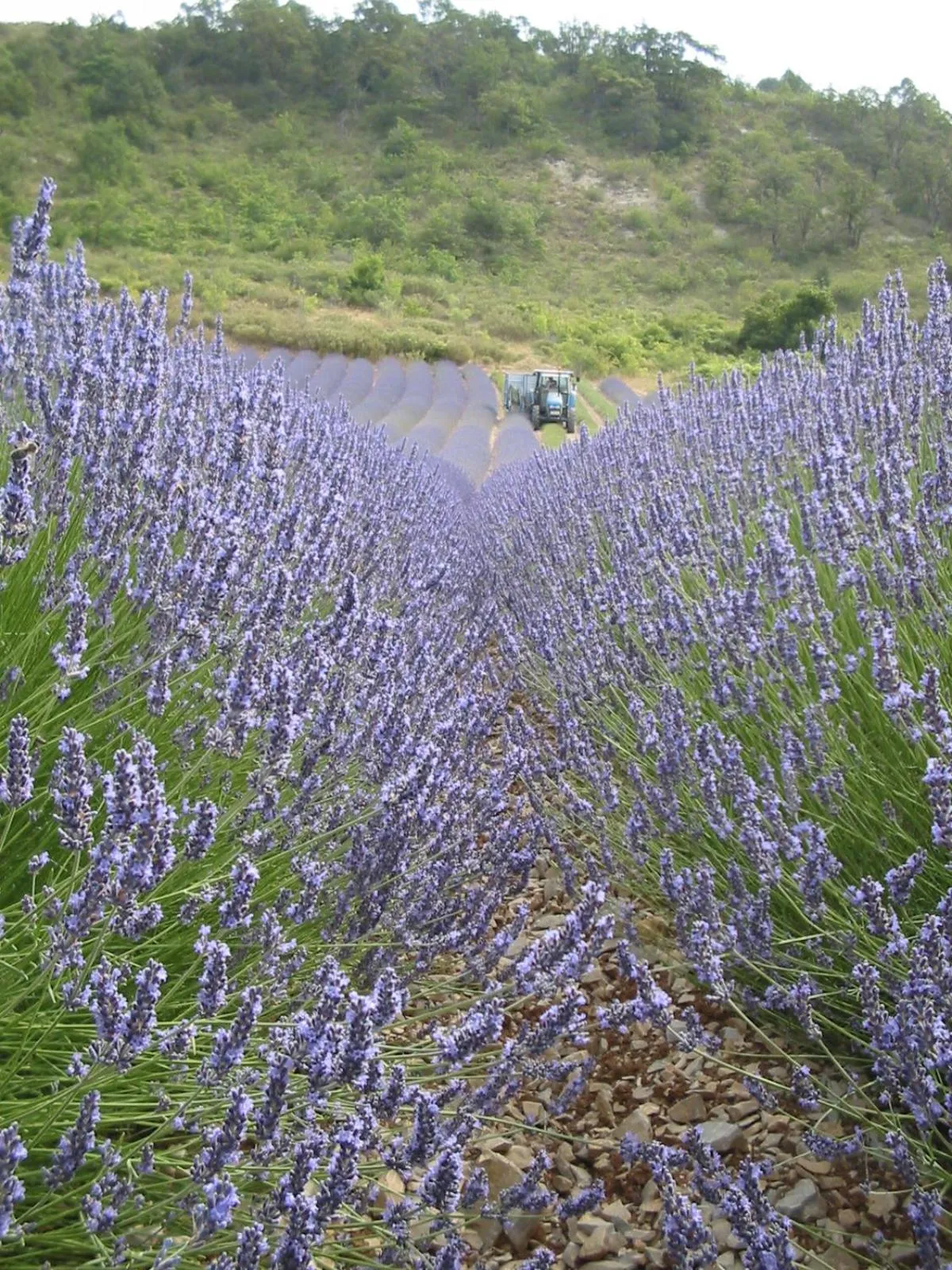 Natural landscape in Malia - Chambres d'hôtes & Gîte