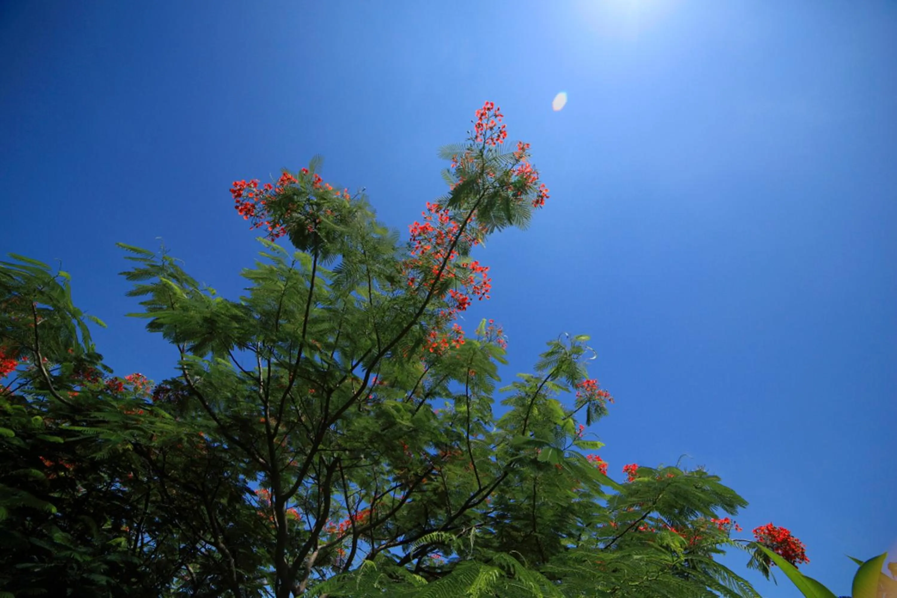 Natural landscape in Gold Rooster Resort