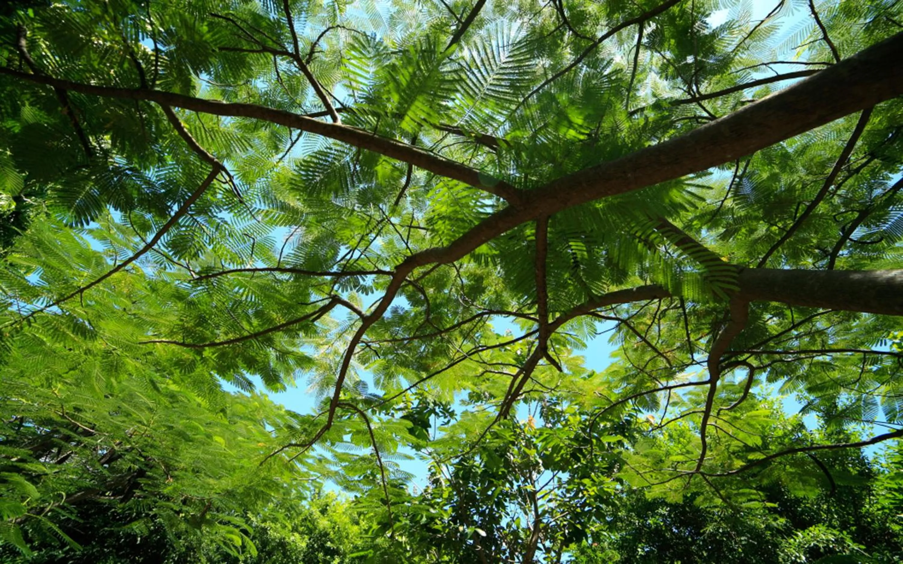 Garden in Gold Rooster Resort