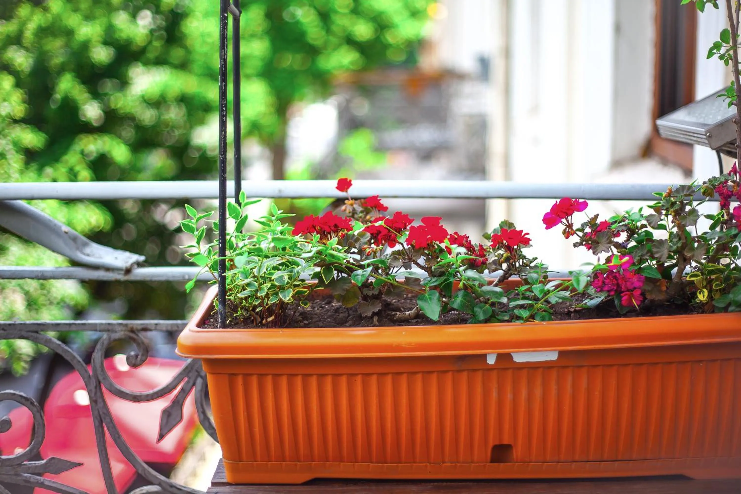 Garden in Rustaveli Hotel