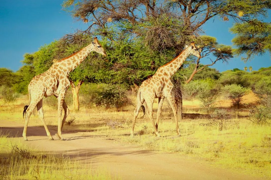Animals in Otjiwa Safari Lodge